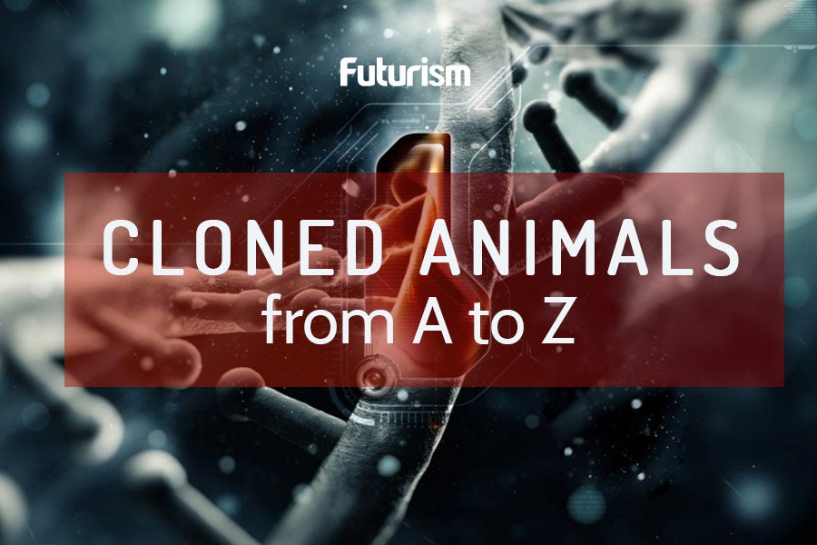 Seeing Double: The History of Animal Cloning
