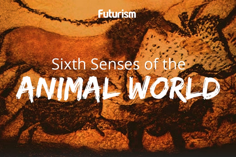 Sixth Senses in the Animal World [INFOGRAPHIC]