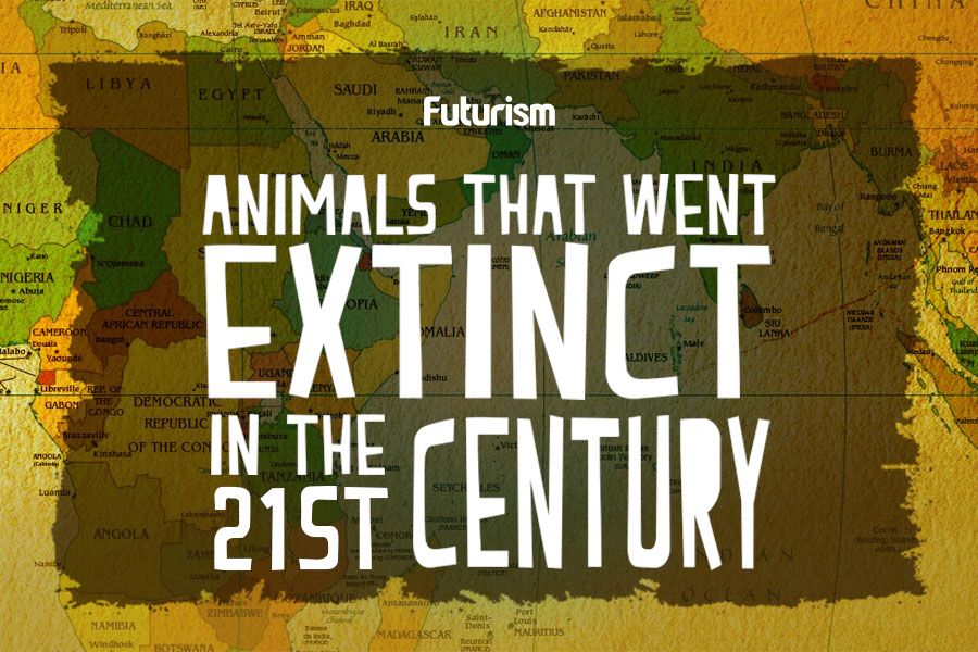 Animals That Went Extinct In The 21st Century [Infographic]