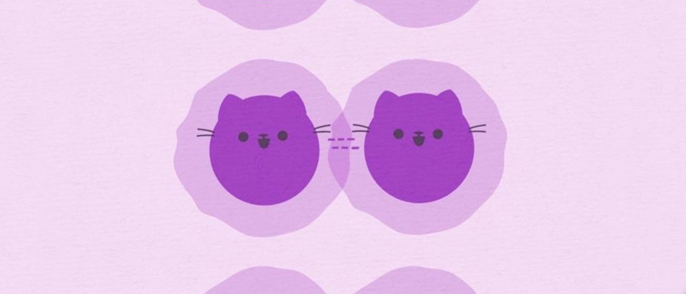 schrodinger's cat quantum cat cat state quantum mechanics quantum physics