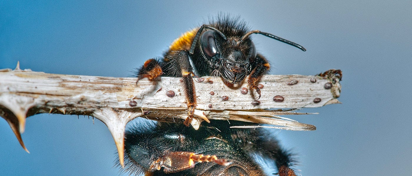 #bees #endangered #environmental protection