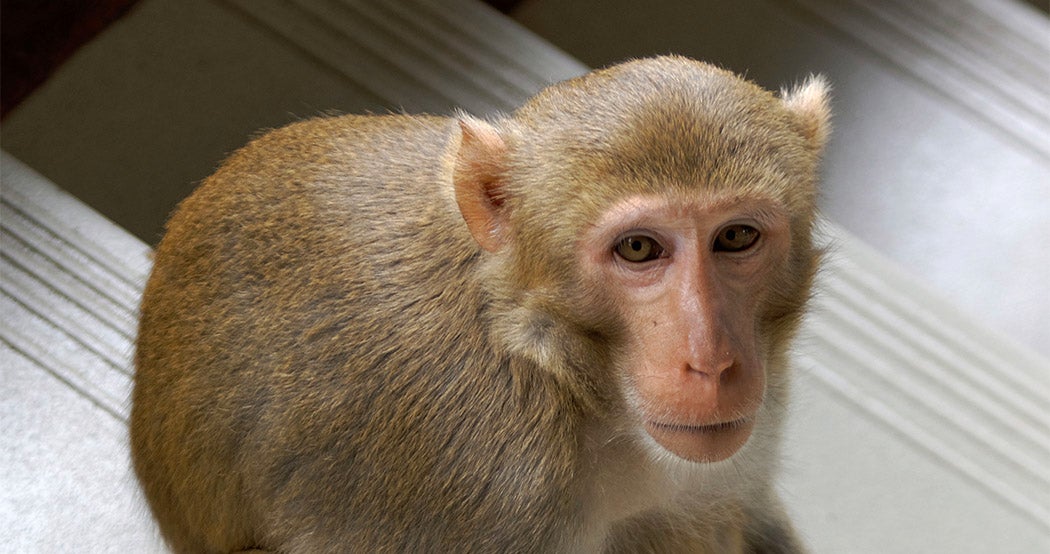 typing monkeys assistive communication brain implant