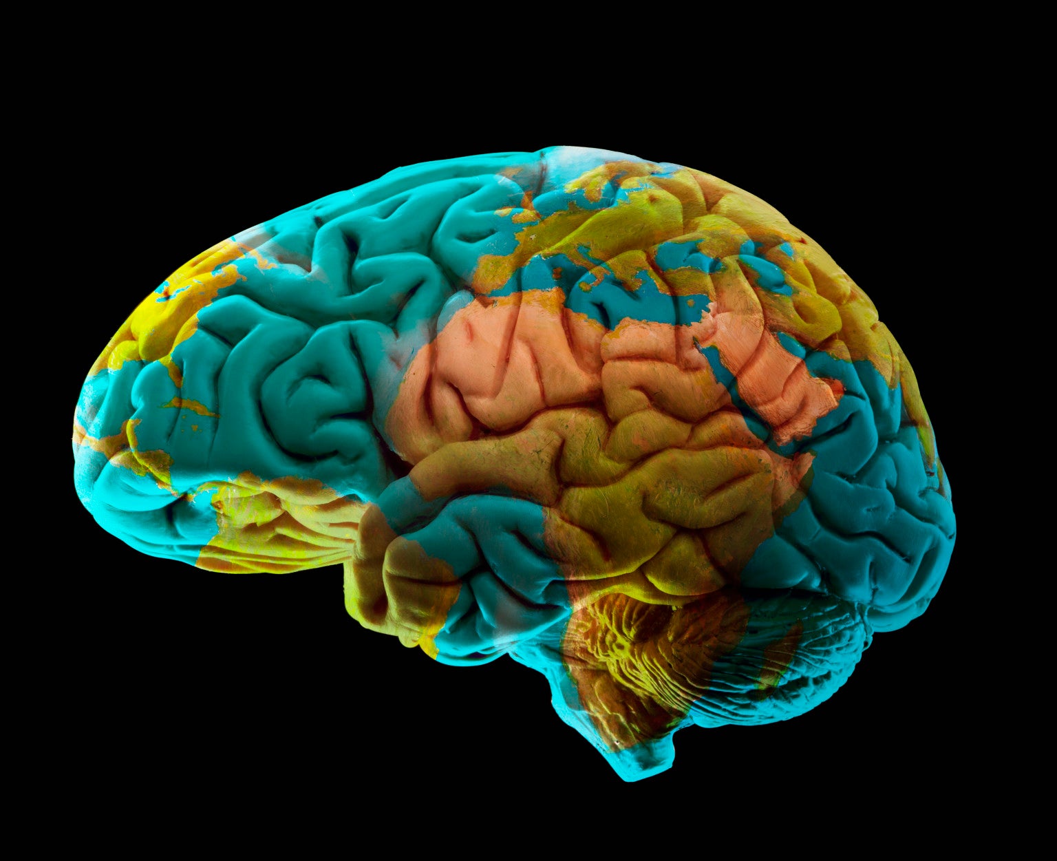 brain brain map neuroscience