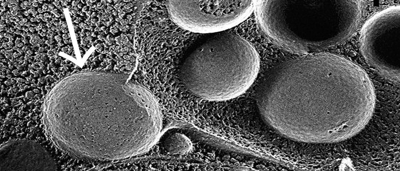 nobel prize cellular biology autophagy