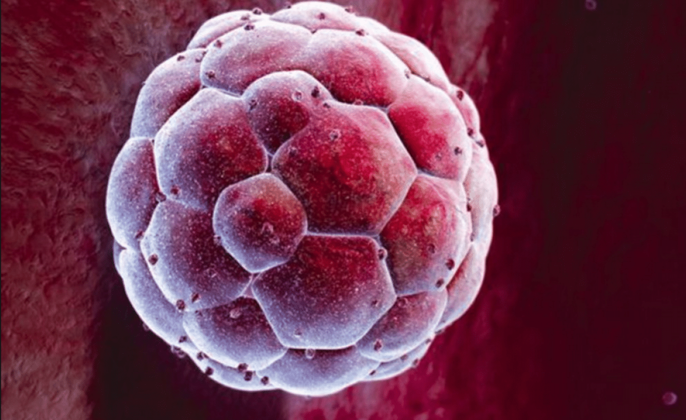 women's health ovary egg cells