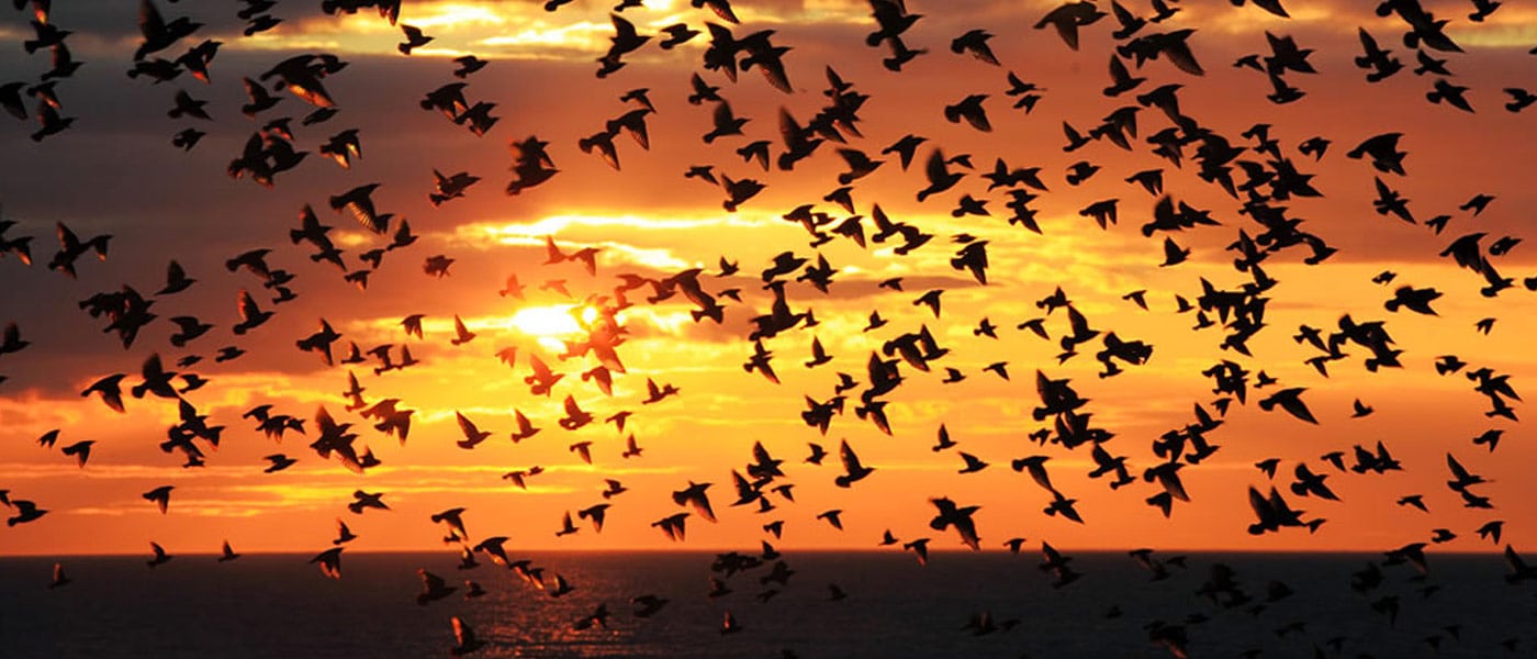 birds remote sensing extinction