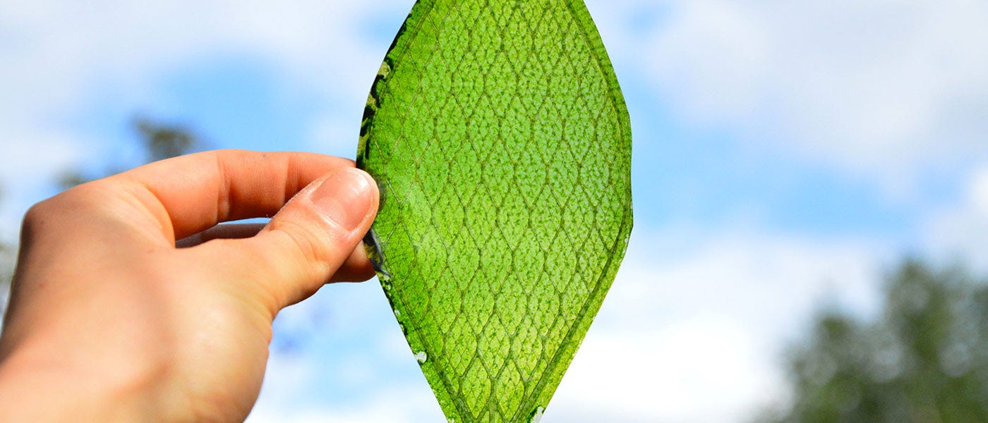 carbon dioxide fixation photosynthesis co2