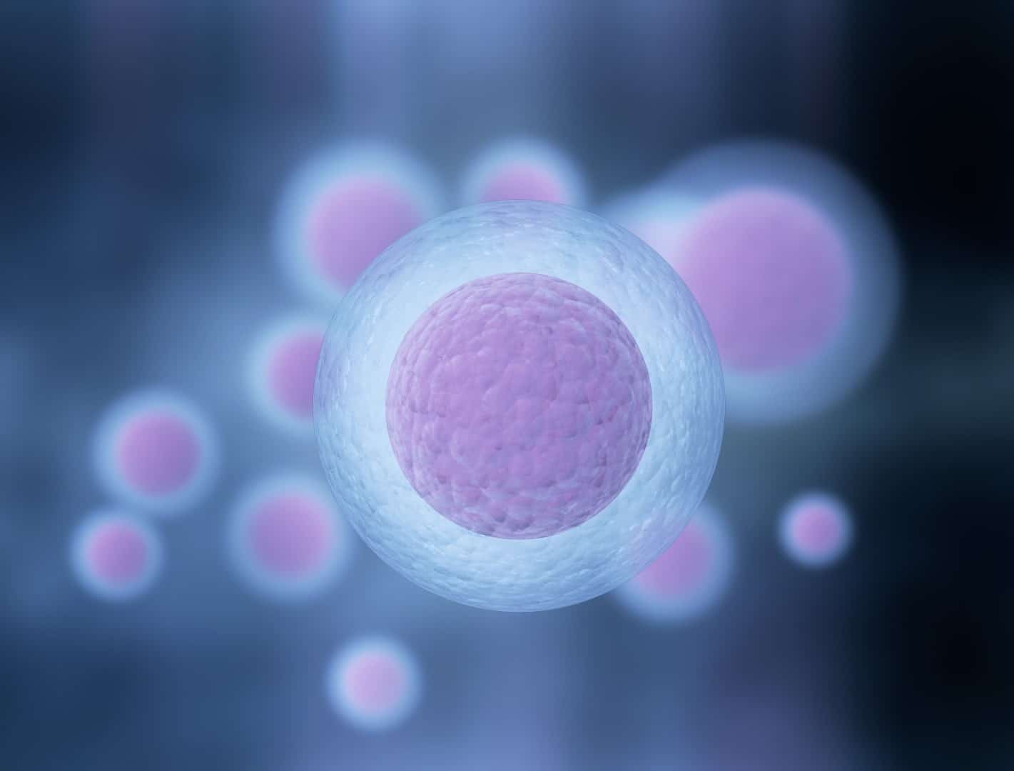 cloning dolly somatic cell nuclear transfer
