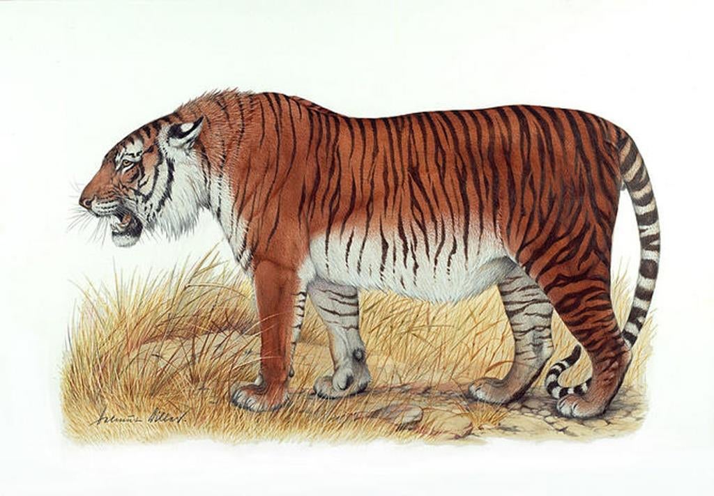 tiger siberian tiger caspian tiger wwf extinction