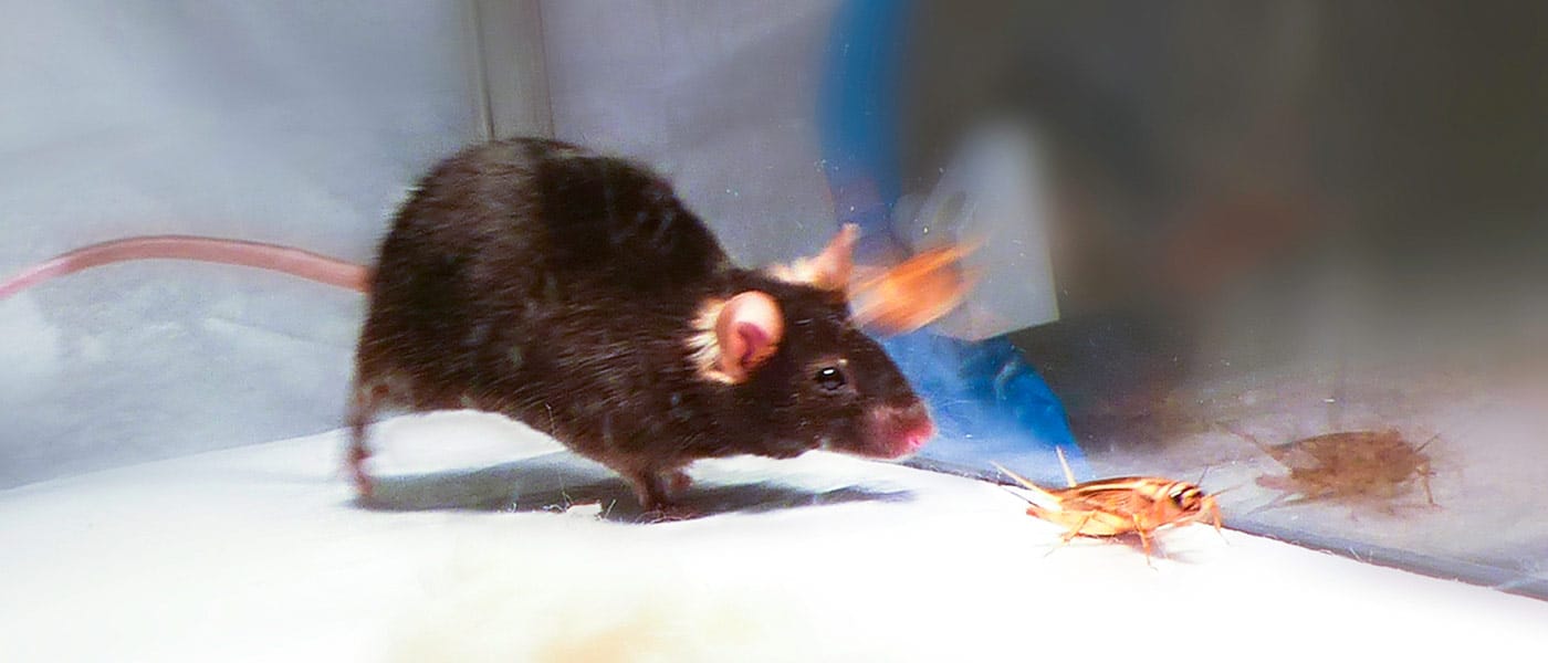 neuroscience optogenetics predatory behavior kill switch