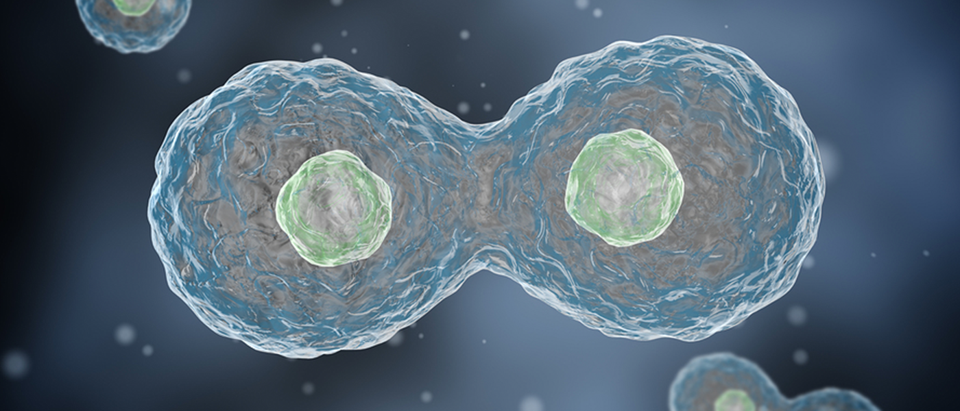 cell lines cancer hela cells lacks vaccines