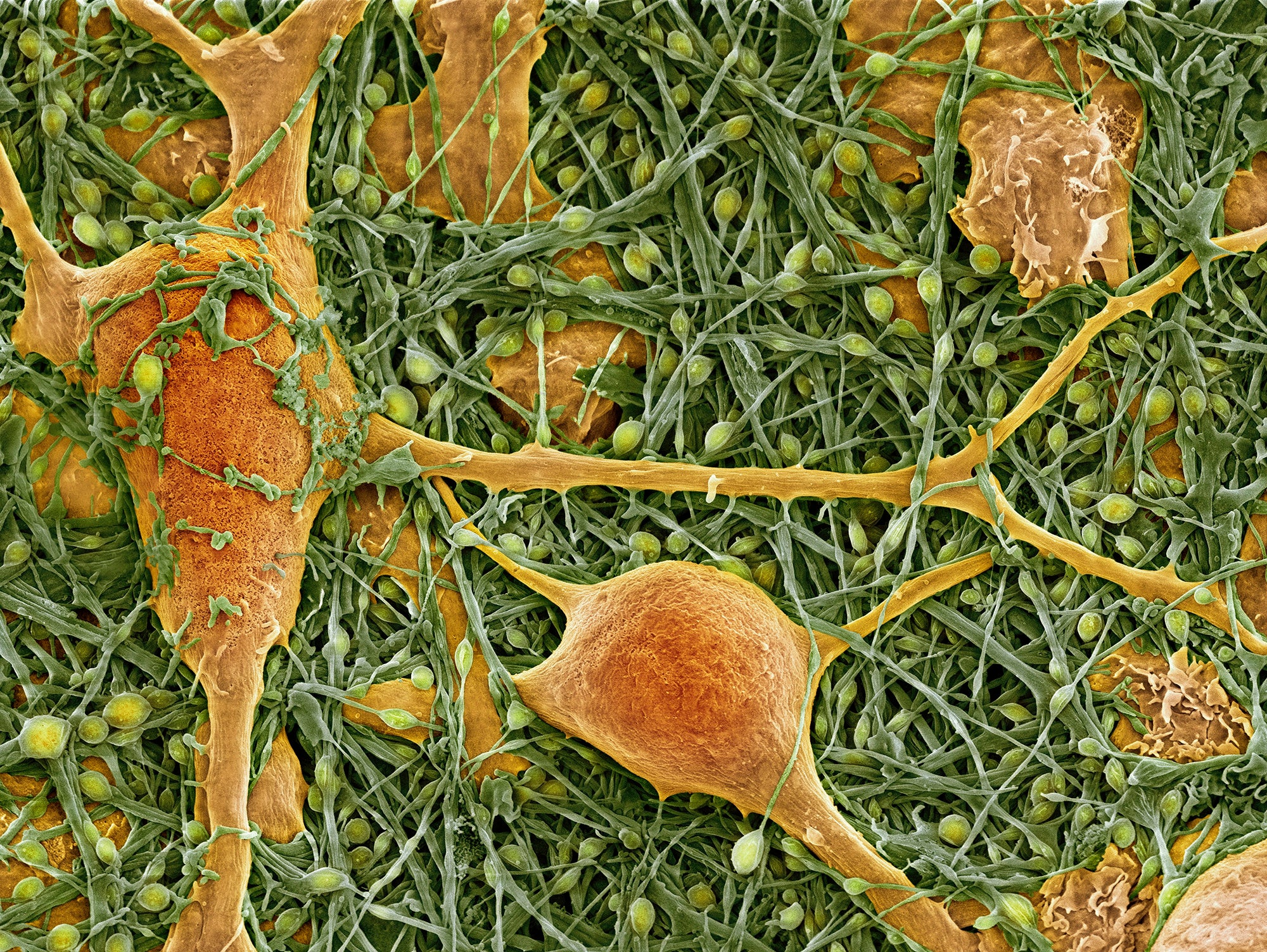 circadian cycle brain body clocks astrocytes
