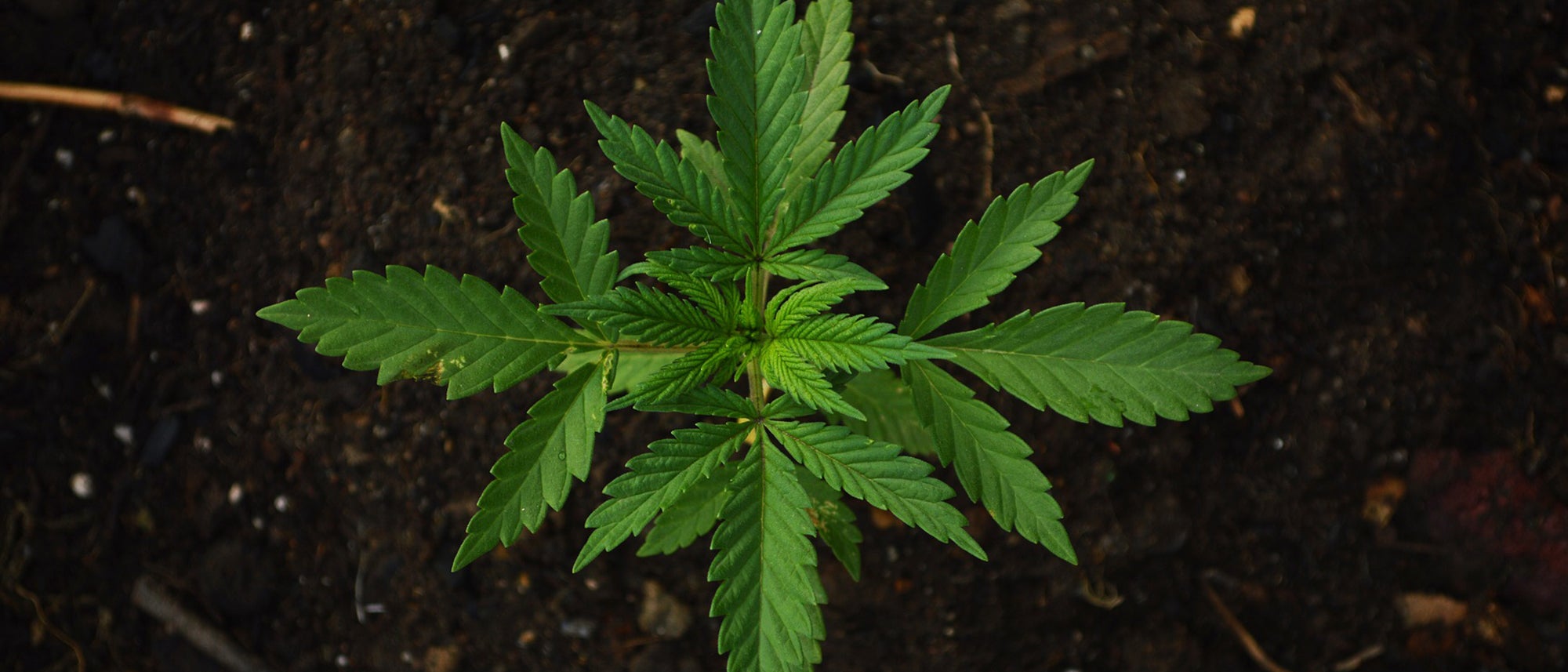 cannabidiol cannabis epilepsy