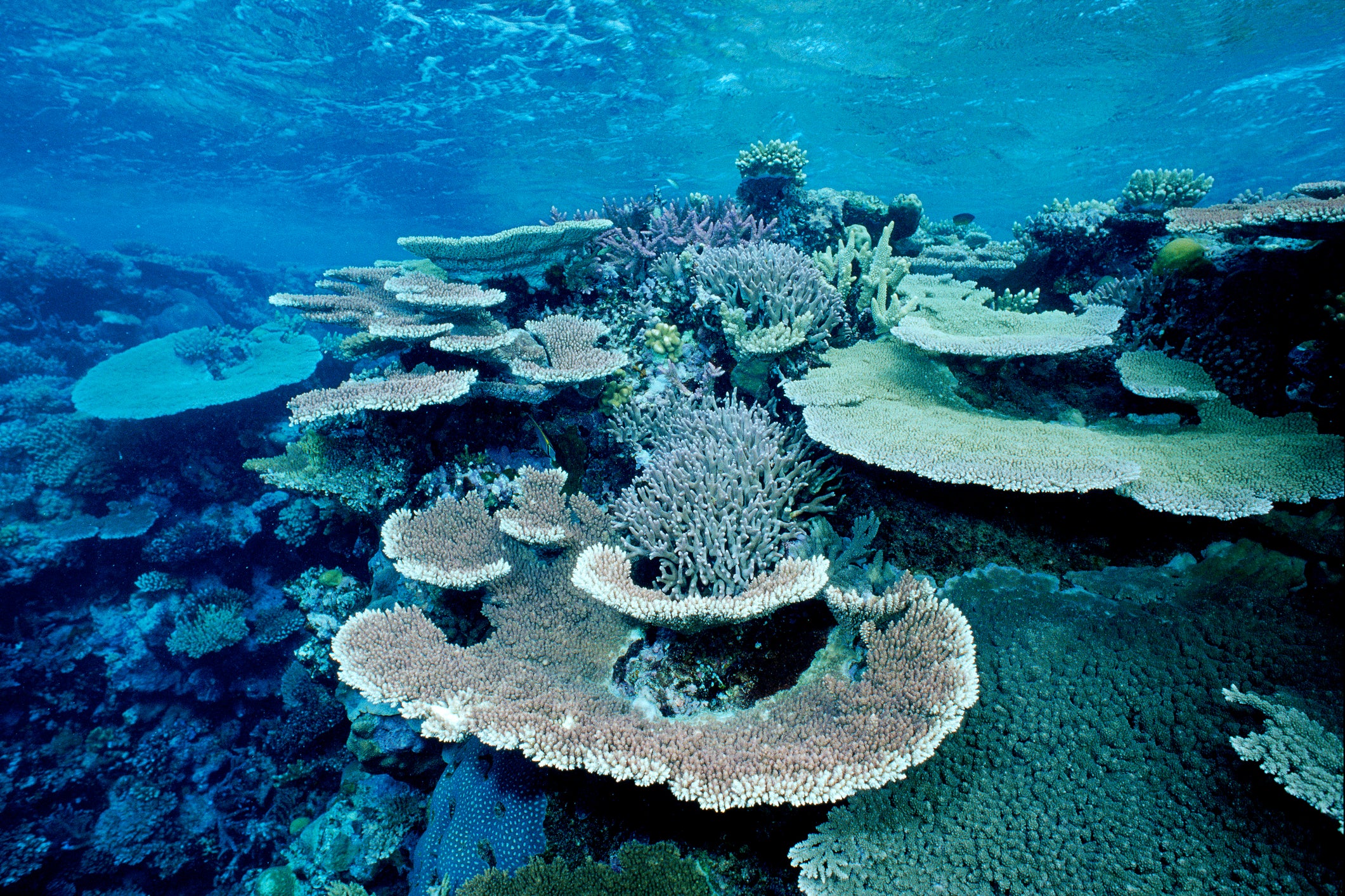climate change great barrier reef ecology