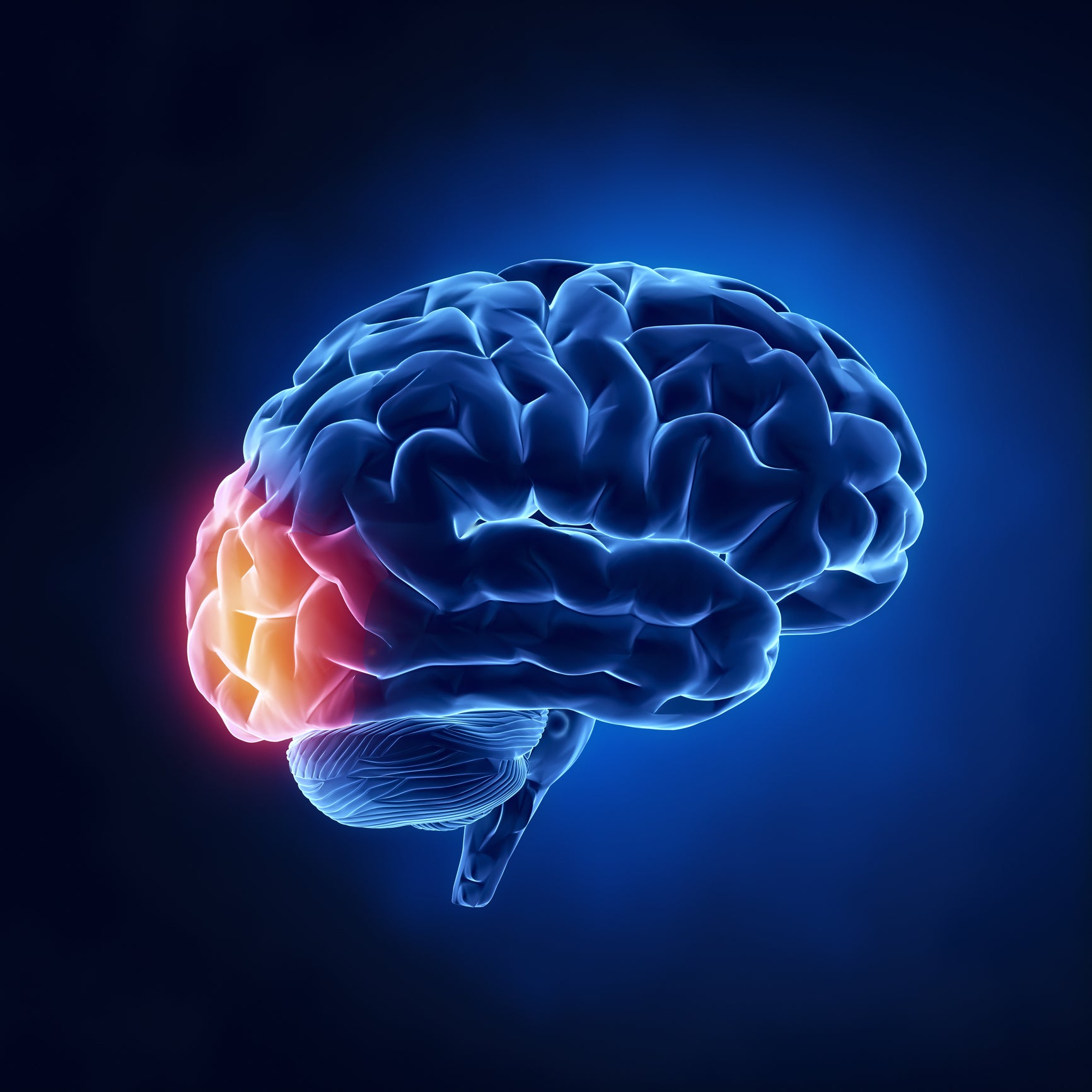 preplay visual brain neuroscience visual cortex