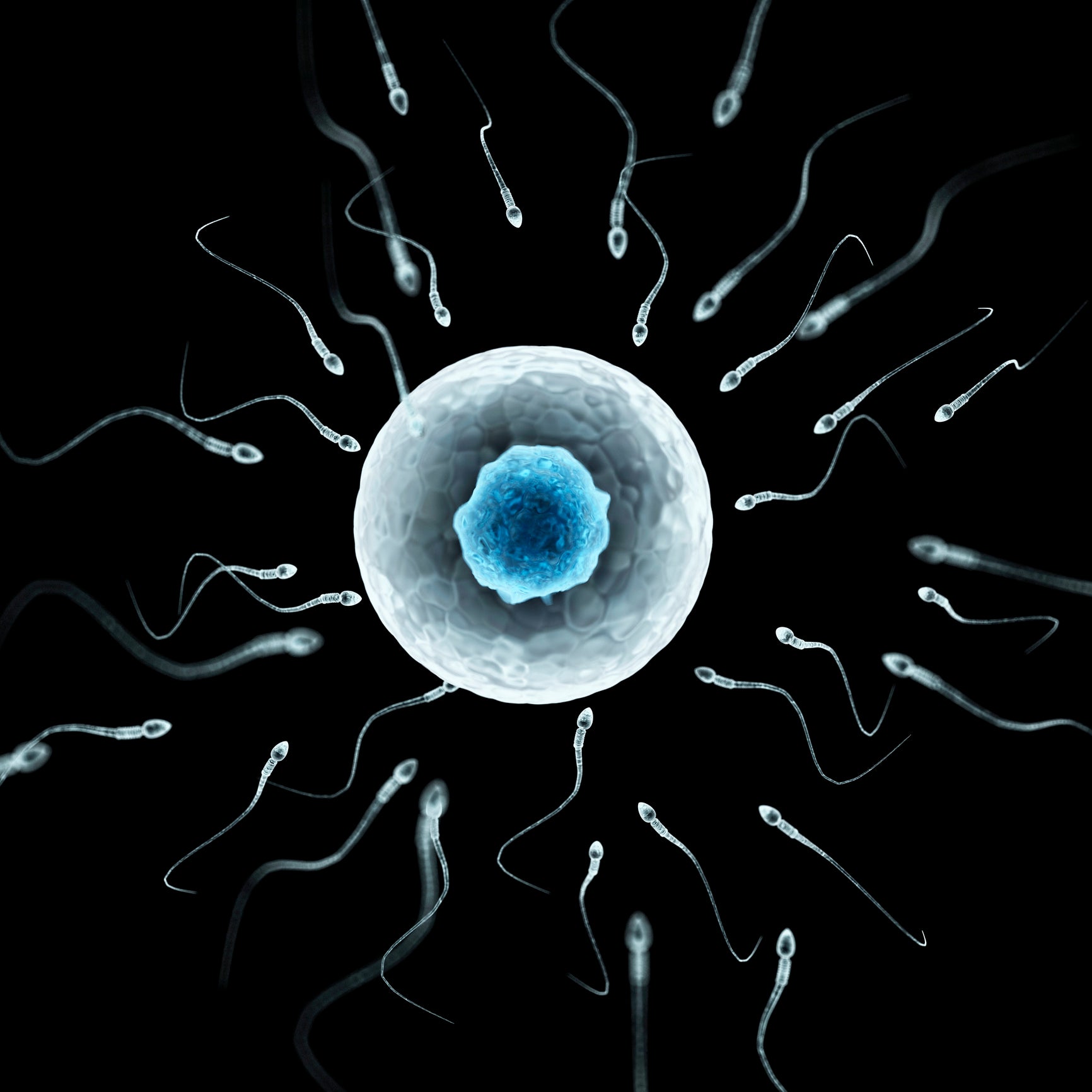 male contraception sperm fertilisation overpopulation egg