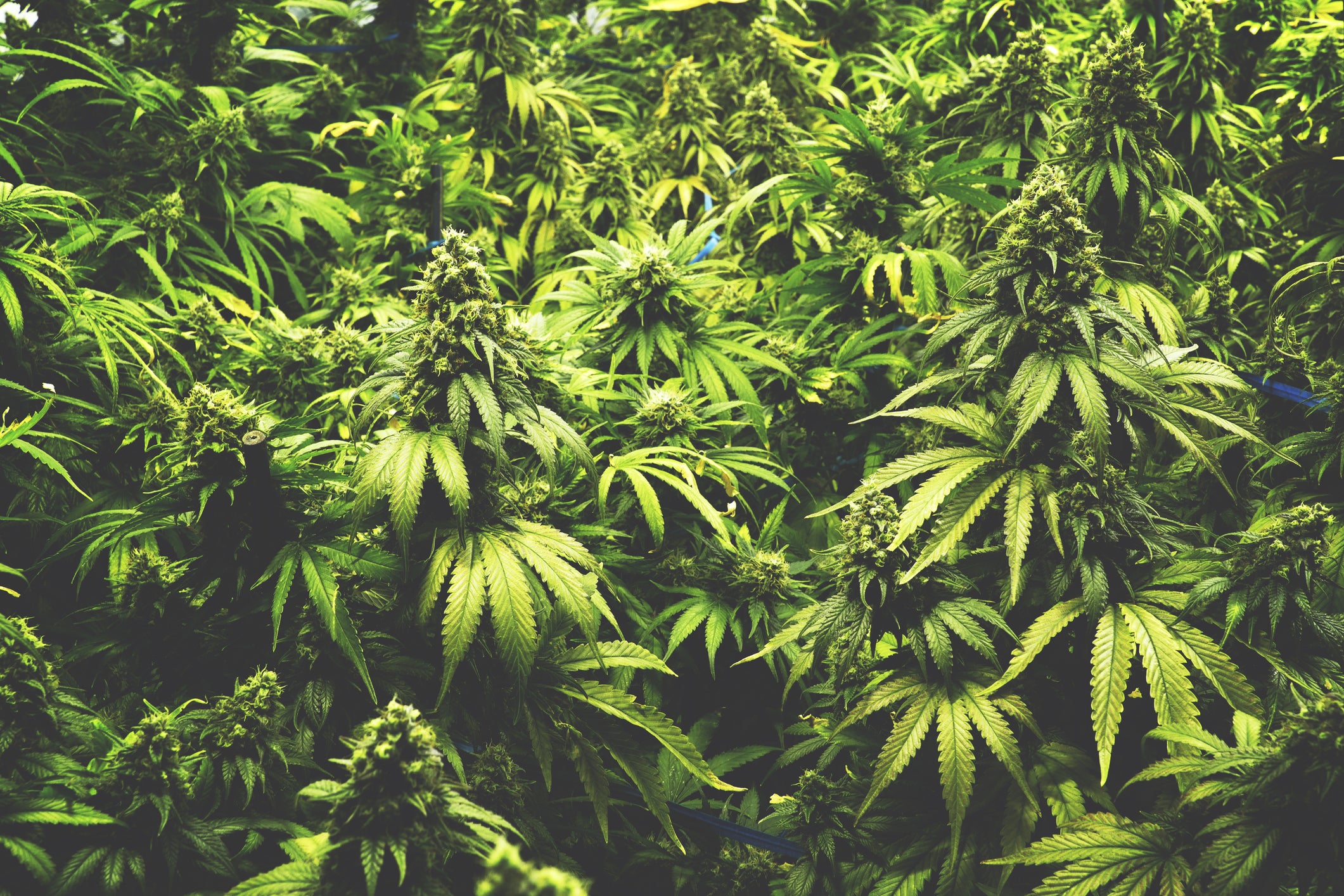 cannabis thc dementia reversing aging
