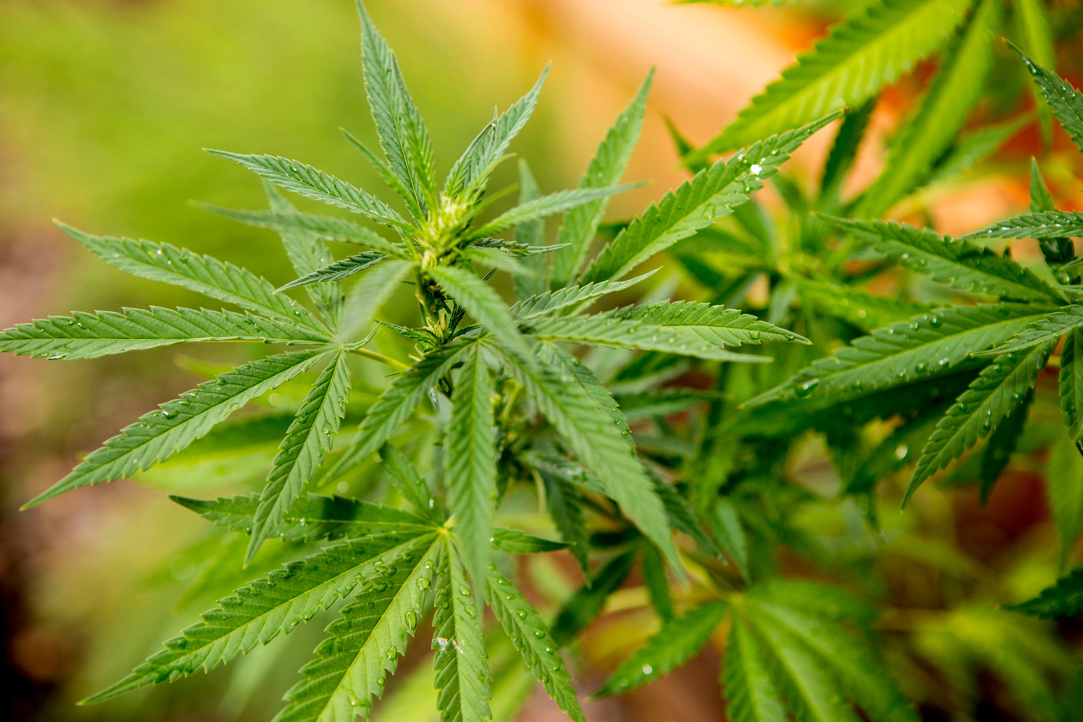 marijuana cannabidiol epilepsy medicinal