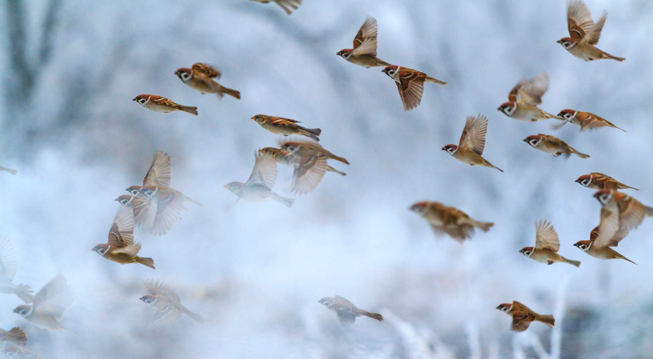 climate change extinction migratory songbirds