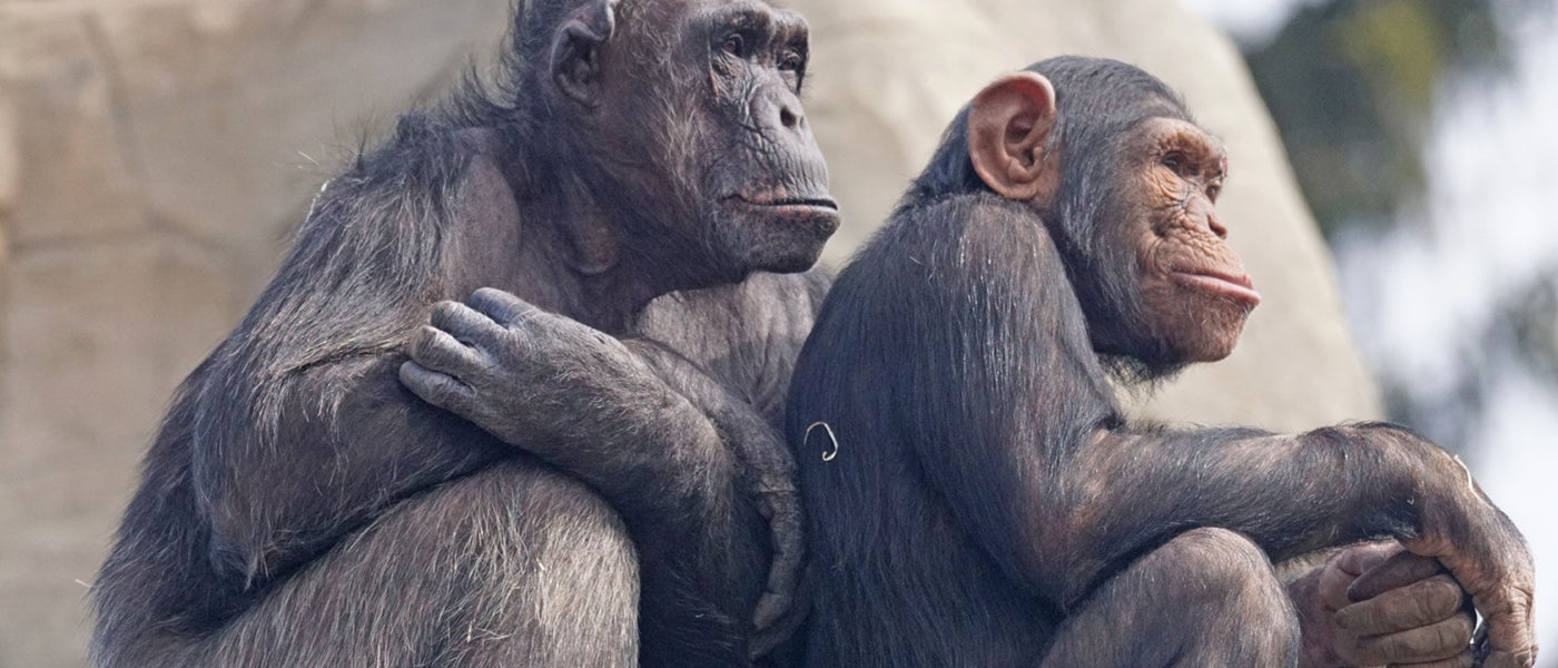 evolution human chimp study