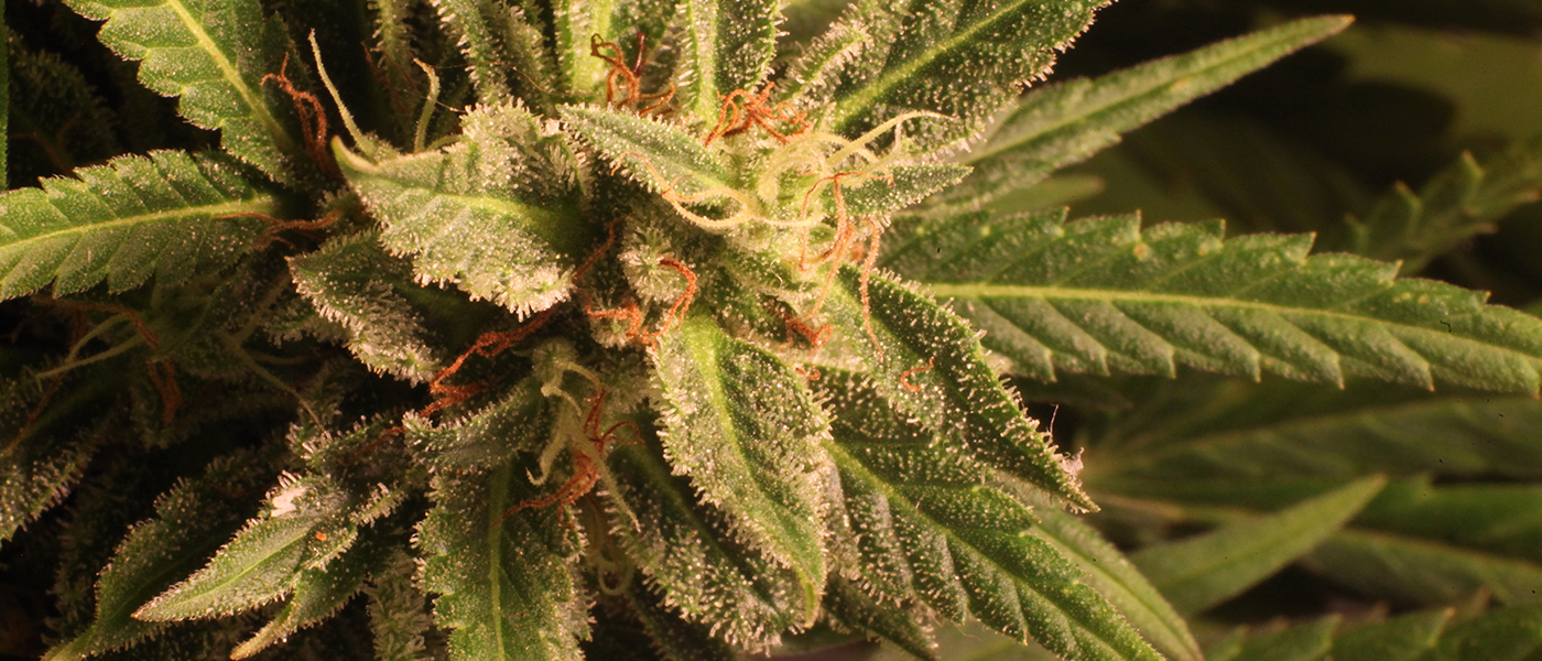 oncology cannabis cancer phytocannabinoids