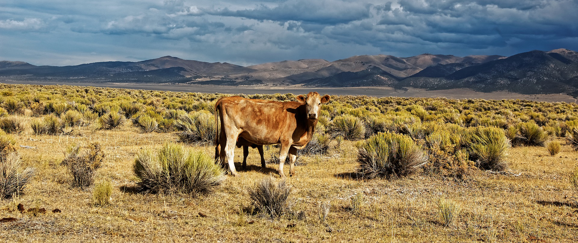 global warming climate change cows crispr
