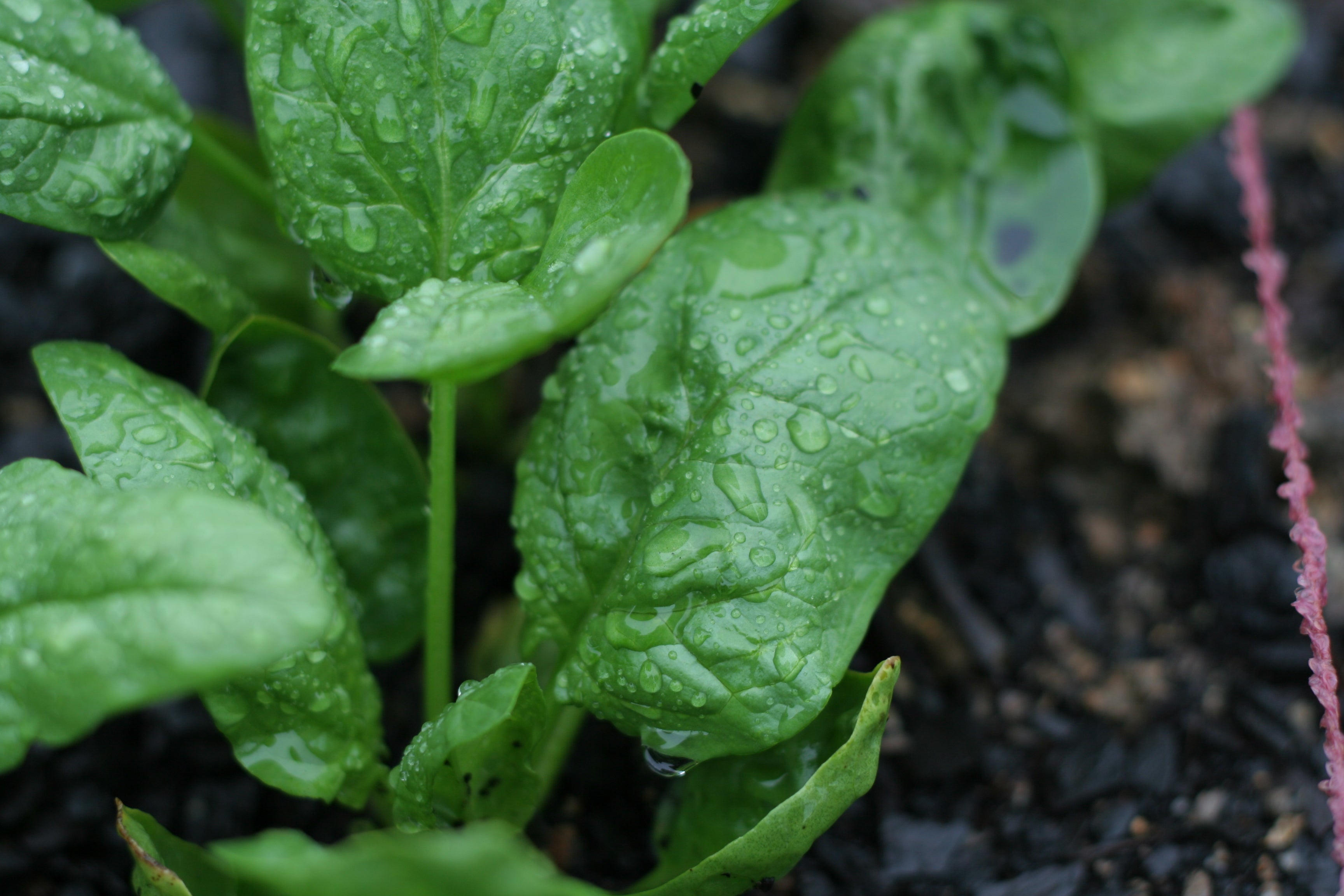 nanobionic plants plant nanobionics precision agriculture environmental monitoring nitroaromatics