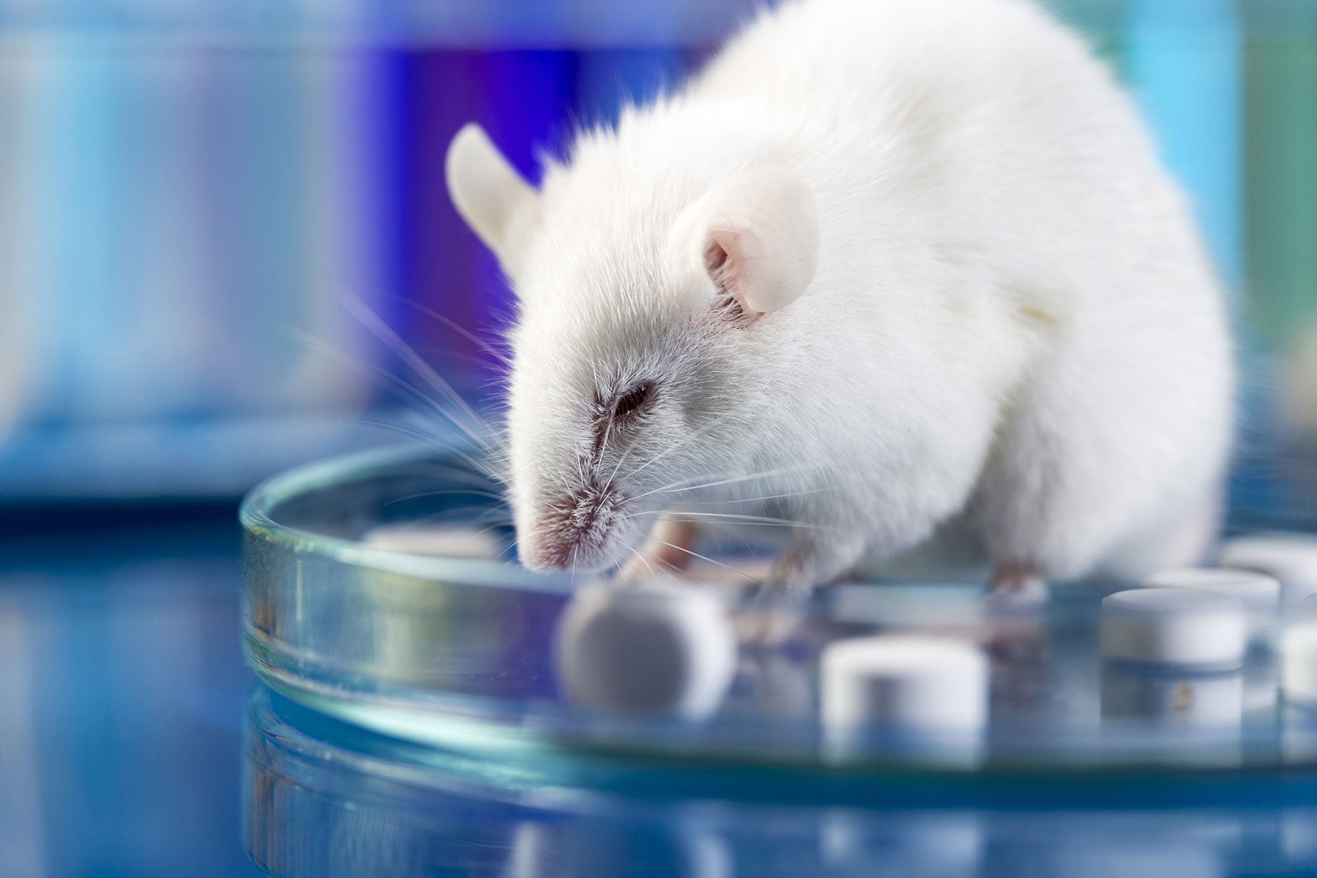 animal testing research models