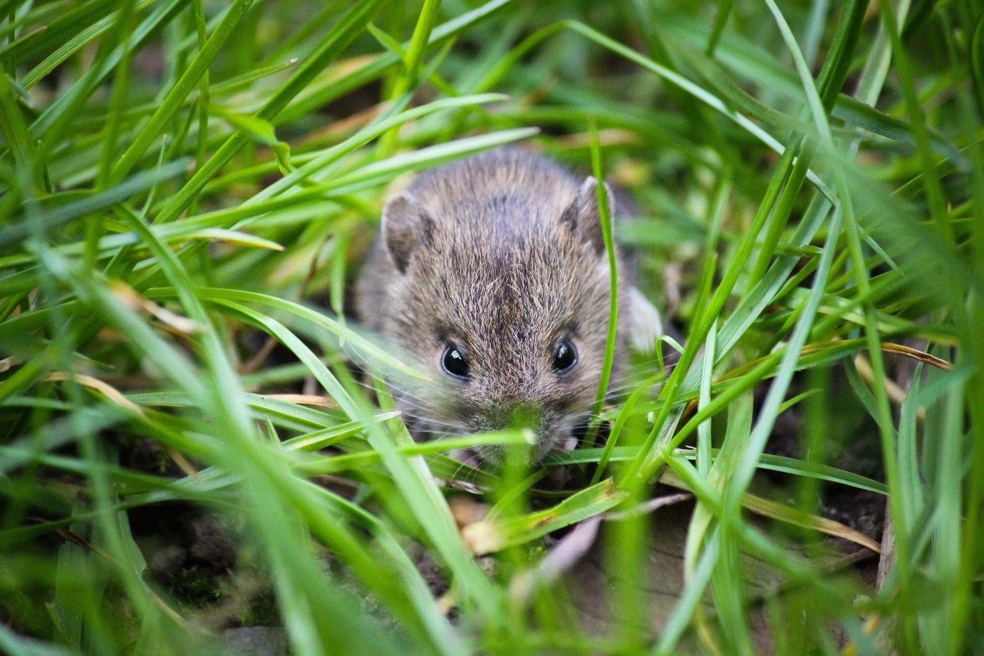 optogenetics sociology mice anxiety