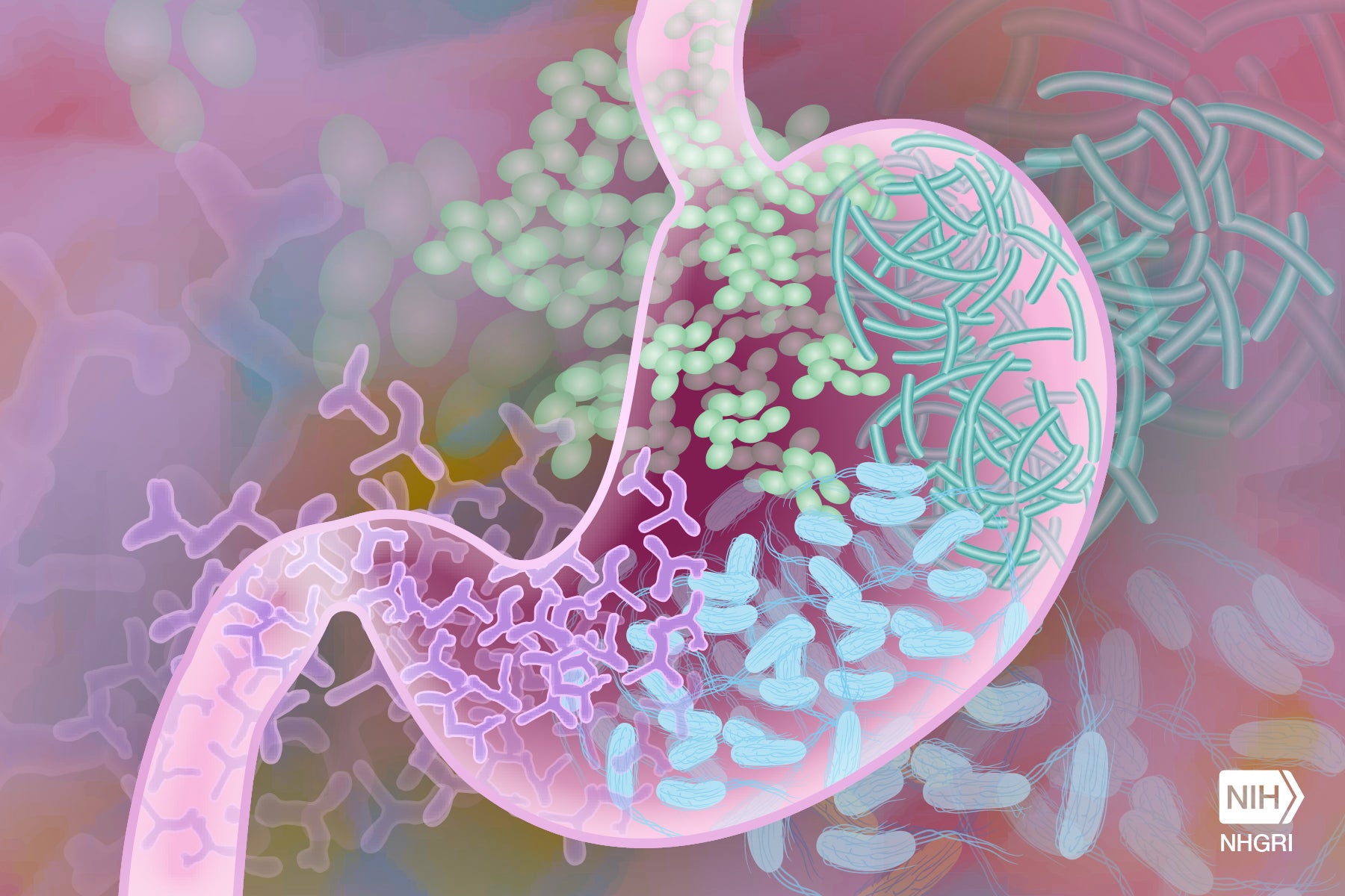 gut microbiome anxiety bacteria