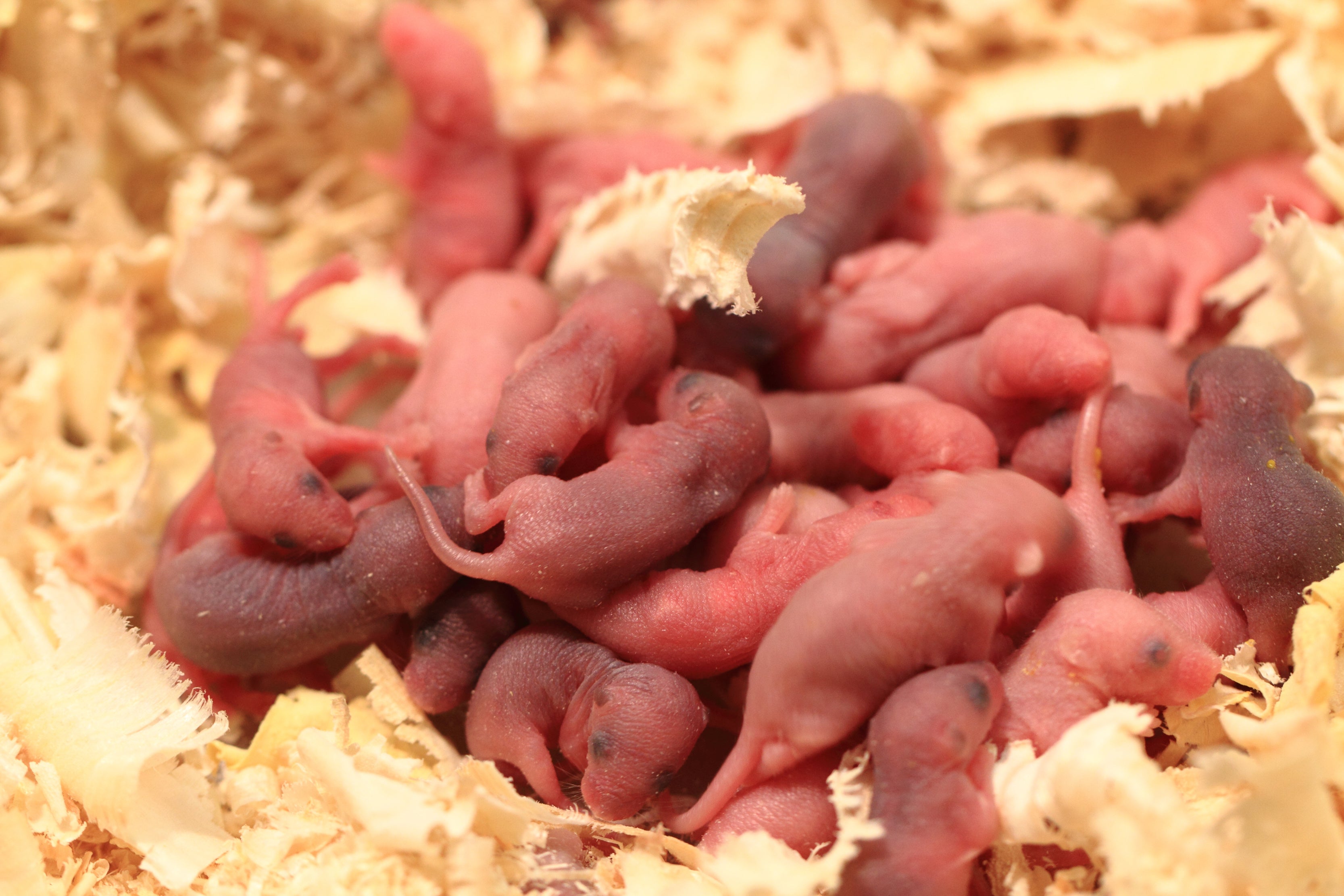 infertility assisted reproduction stem cells male chromosomal infertility