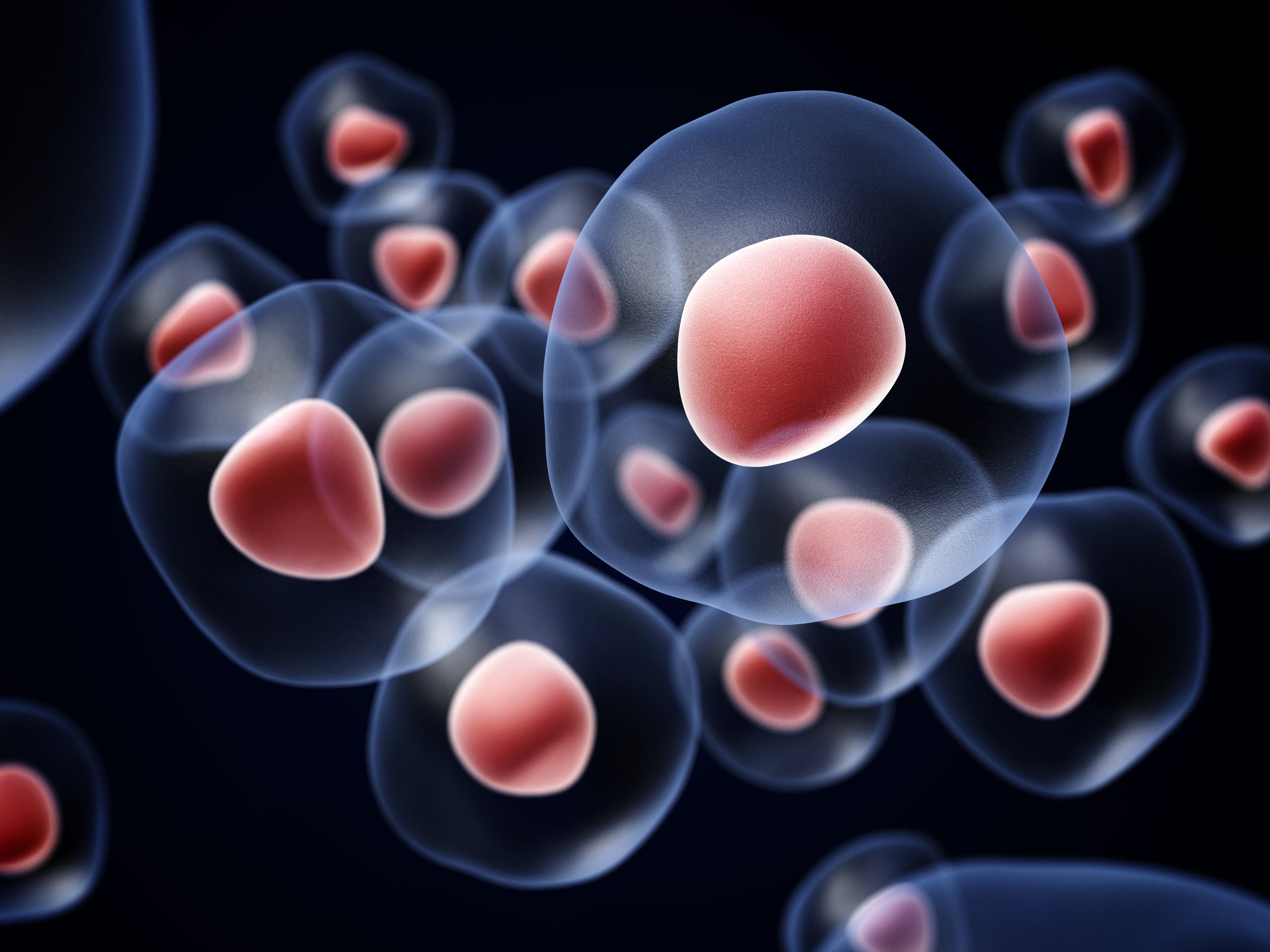 stem cells implants type 1 diabetes pec-direct