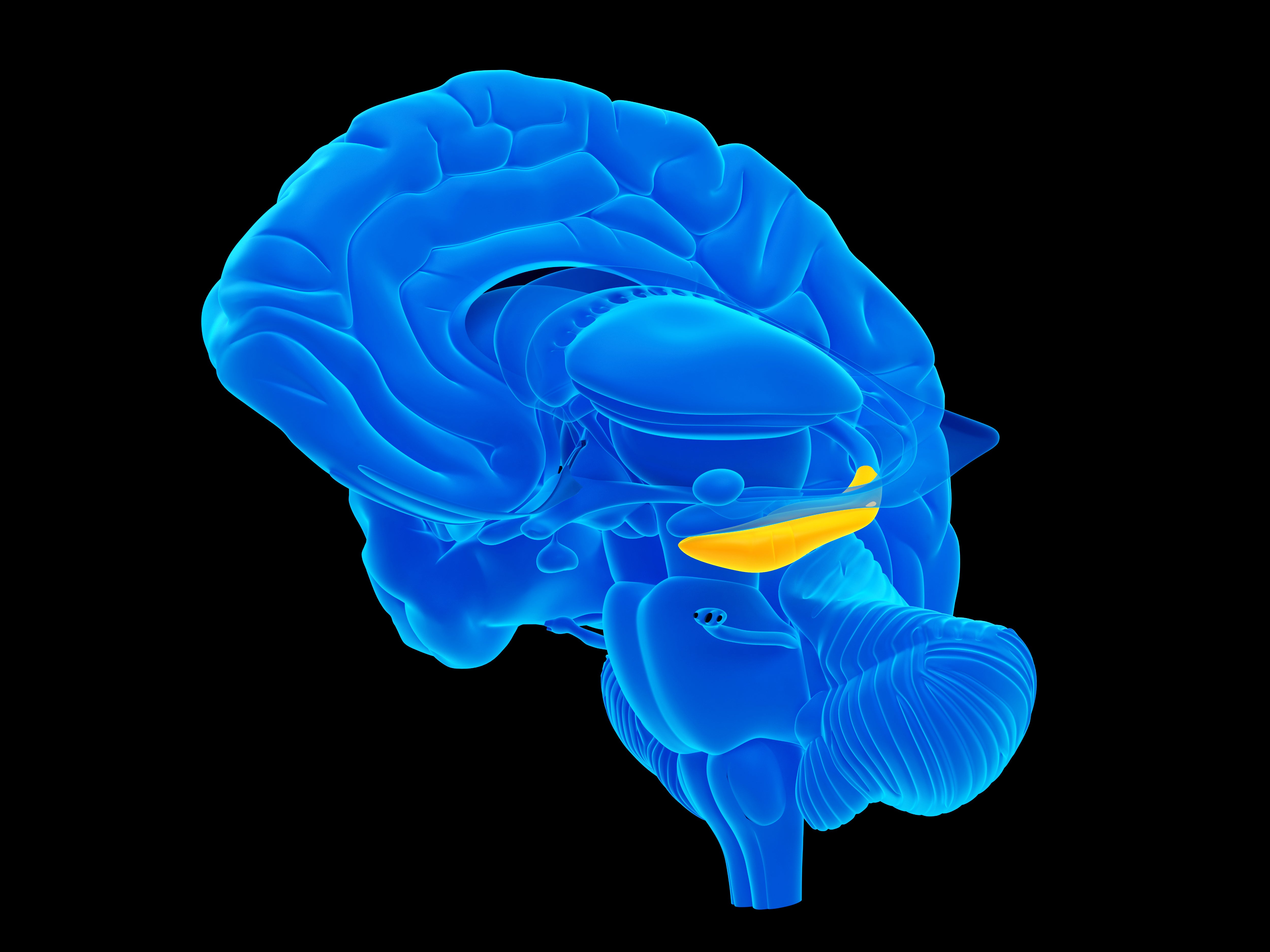 subiculum hippocampus memory formation memory retrieval alzheimer's disease