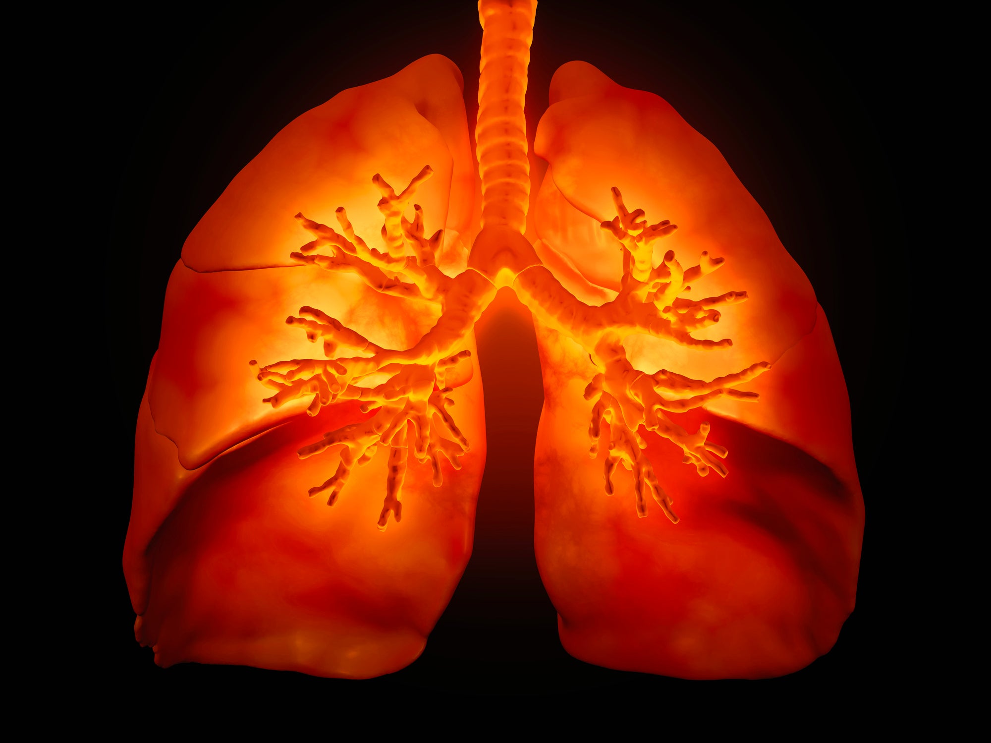 lungs lung disease bioengineering organ transplants