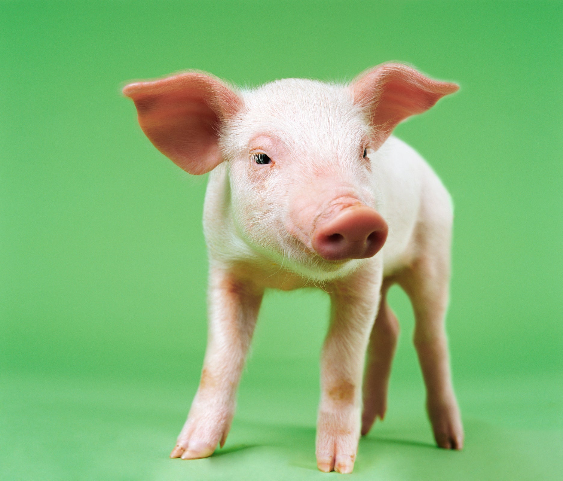 organ transplant pig organs gene modification xenotransplantation
