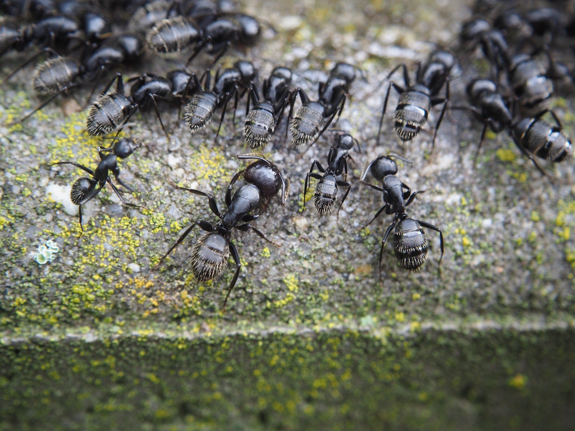 CRISPR  ants  biochemistry  social behavior