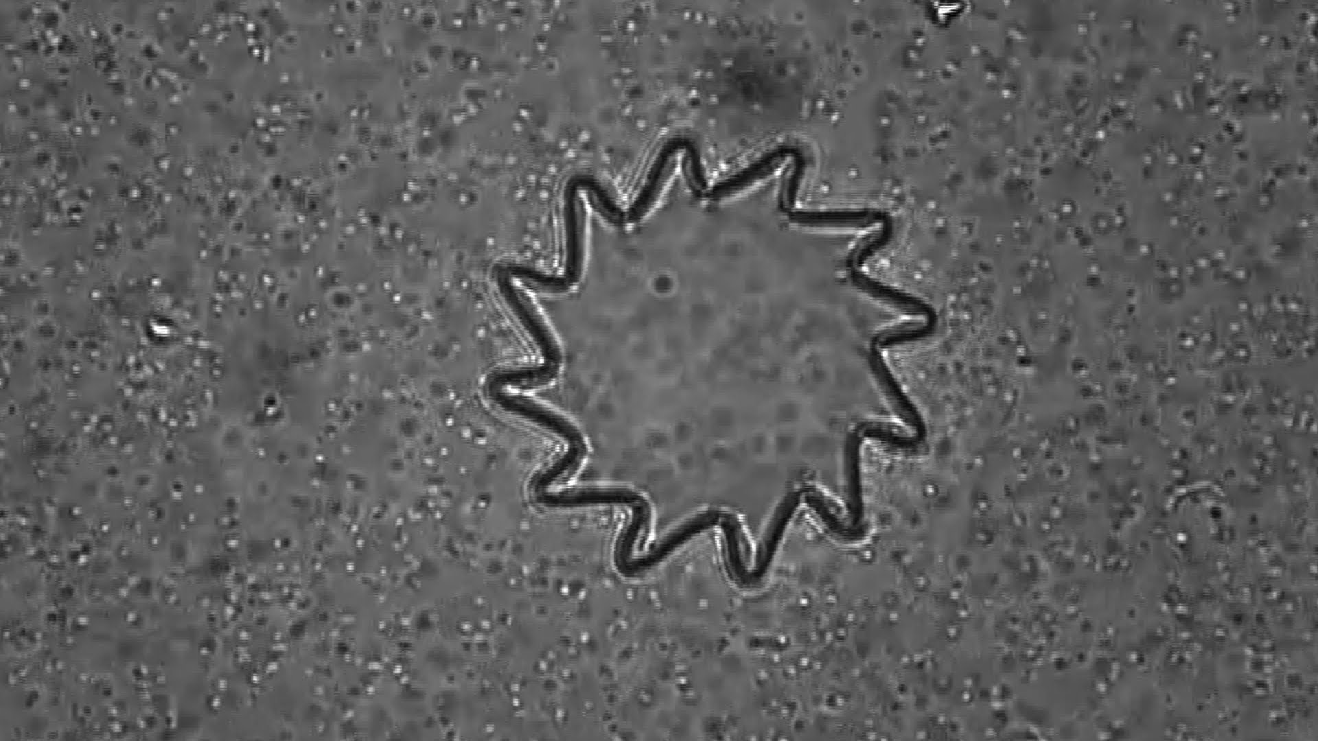 artificial photosynthesis cyborg bacteria semiconductor nanocrystals
