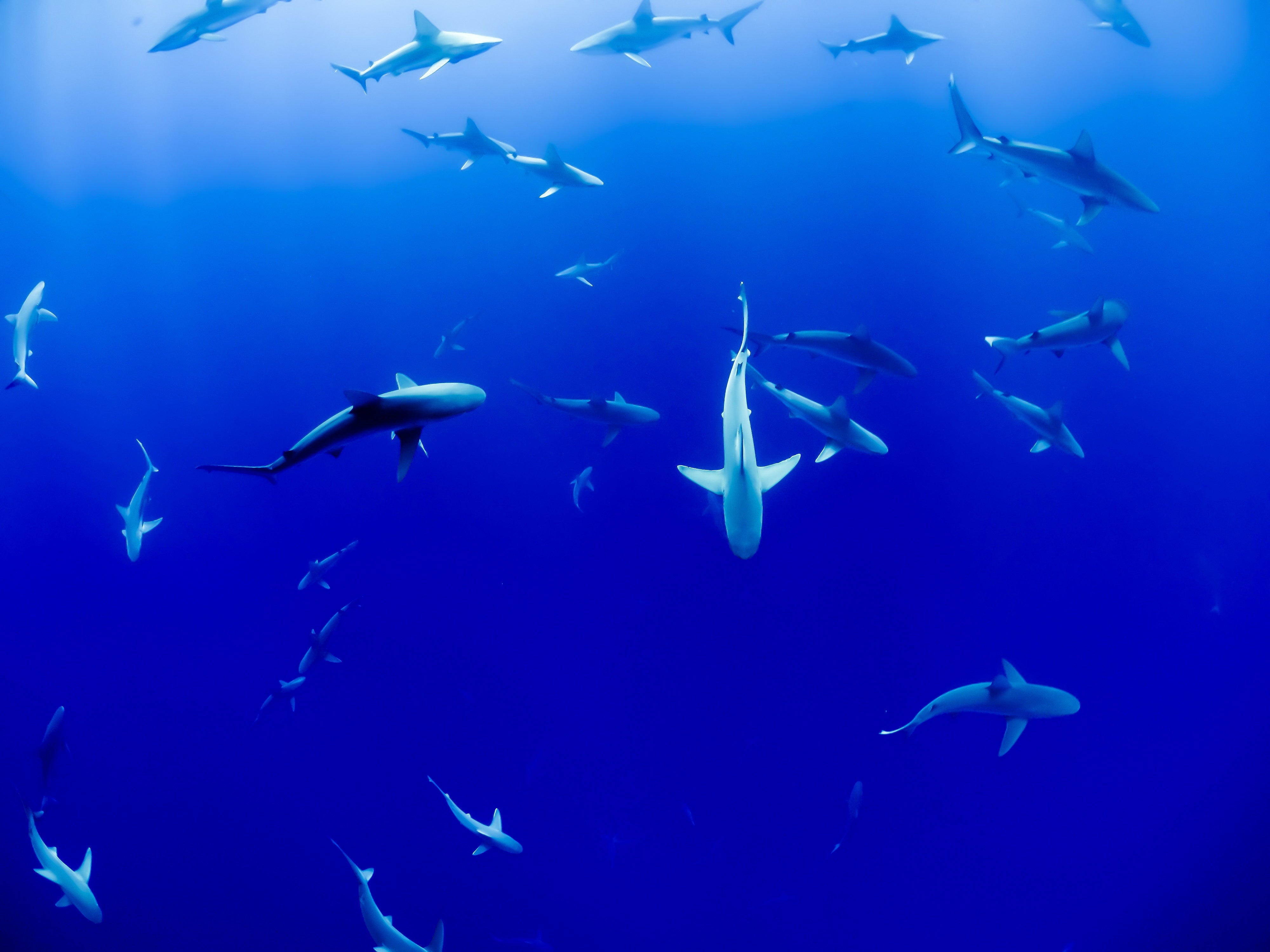 drones shark attacks animals