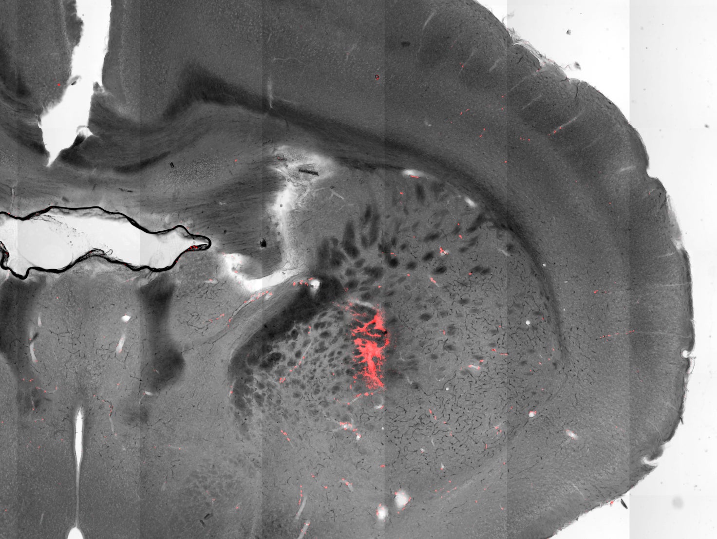 neurology magneto-thermal stimulation brain mice