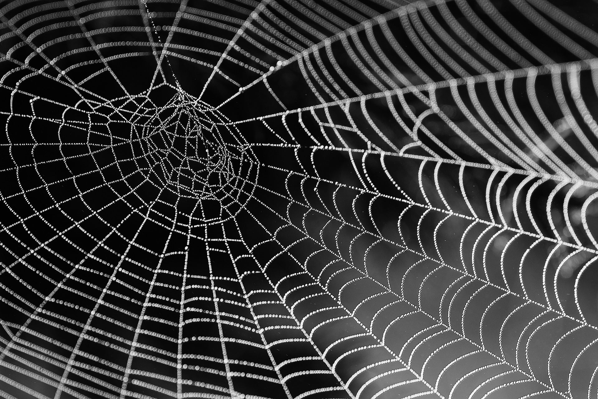 arachnid webbing graphene spiders