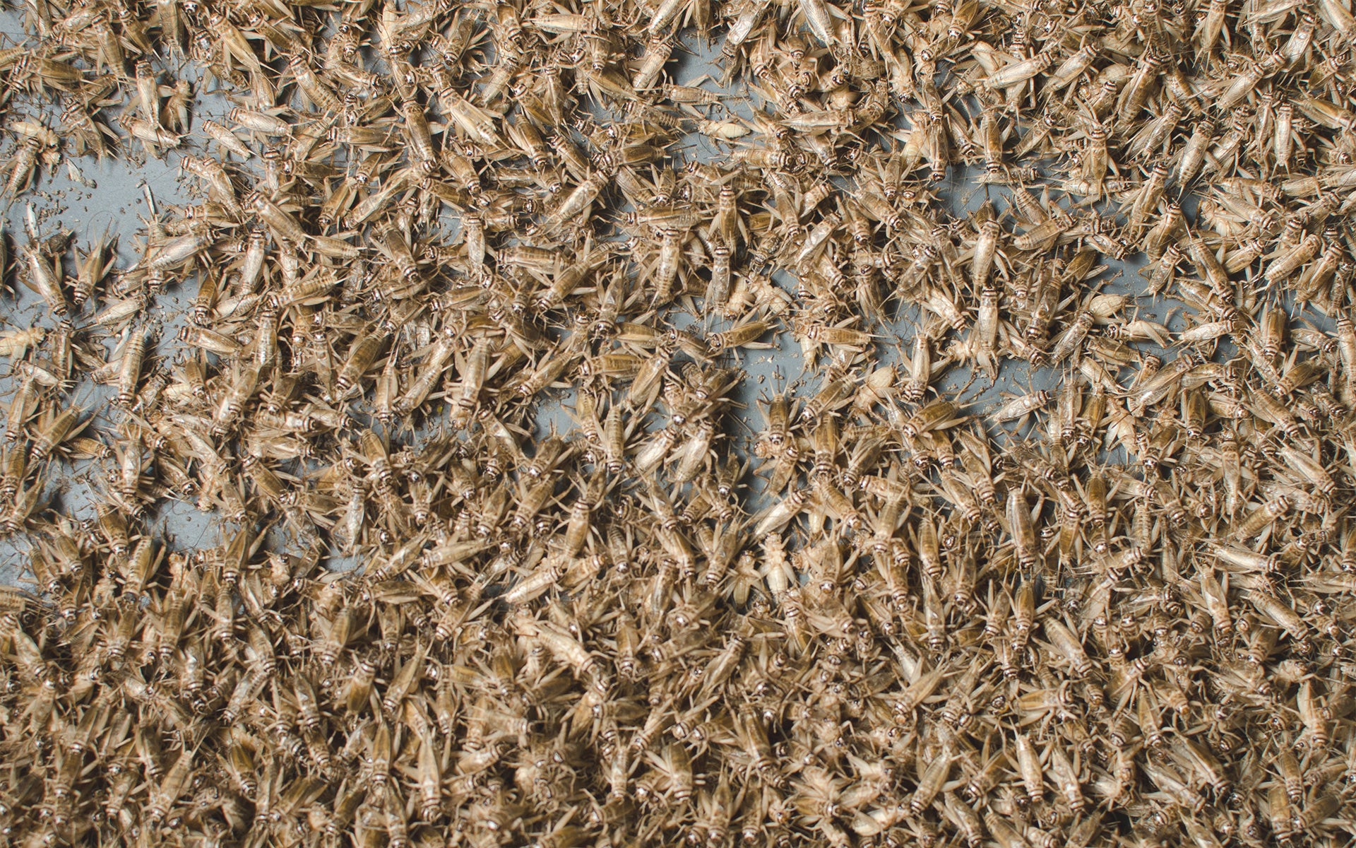 crickets aspire food