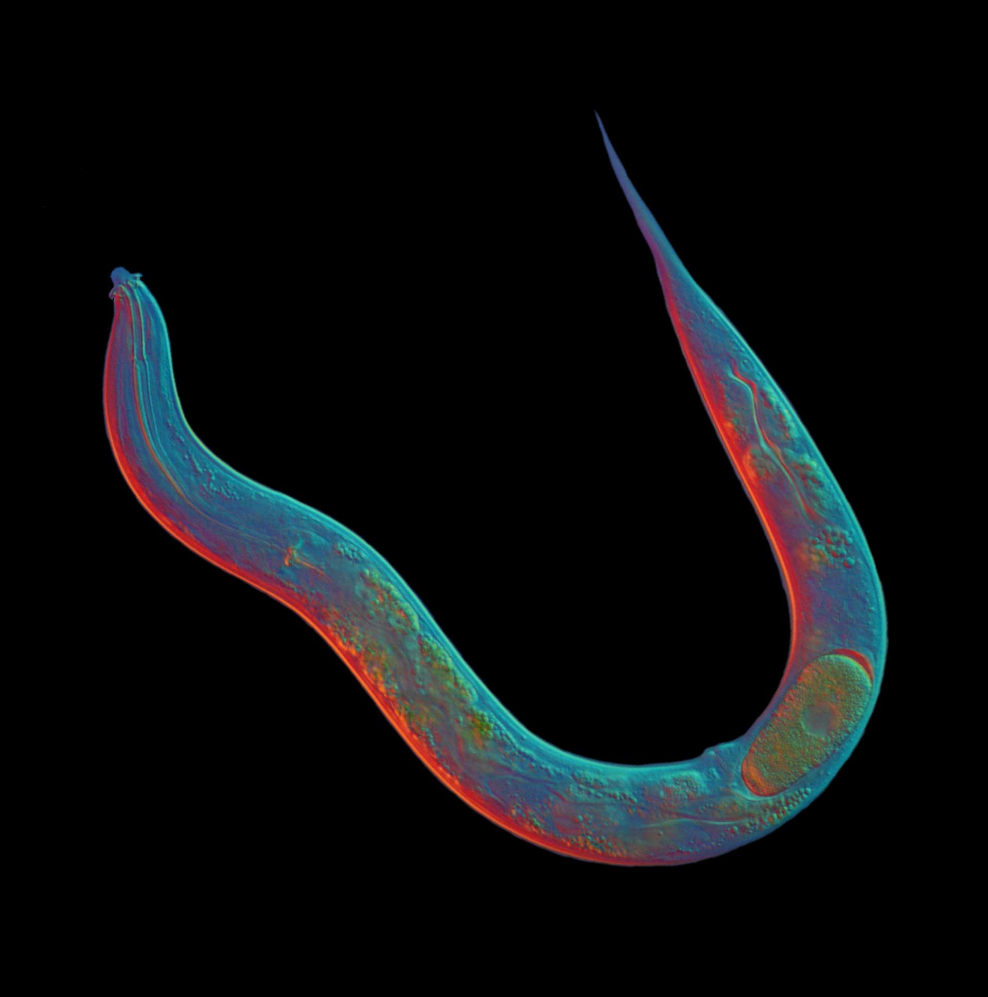 asexual reproduction cloning evolutionary biology