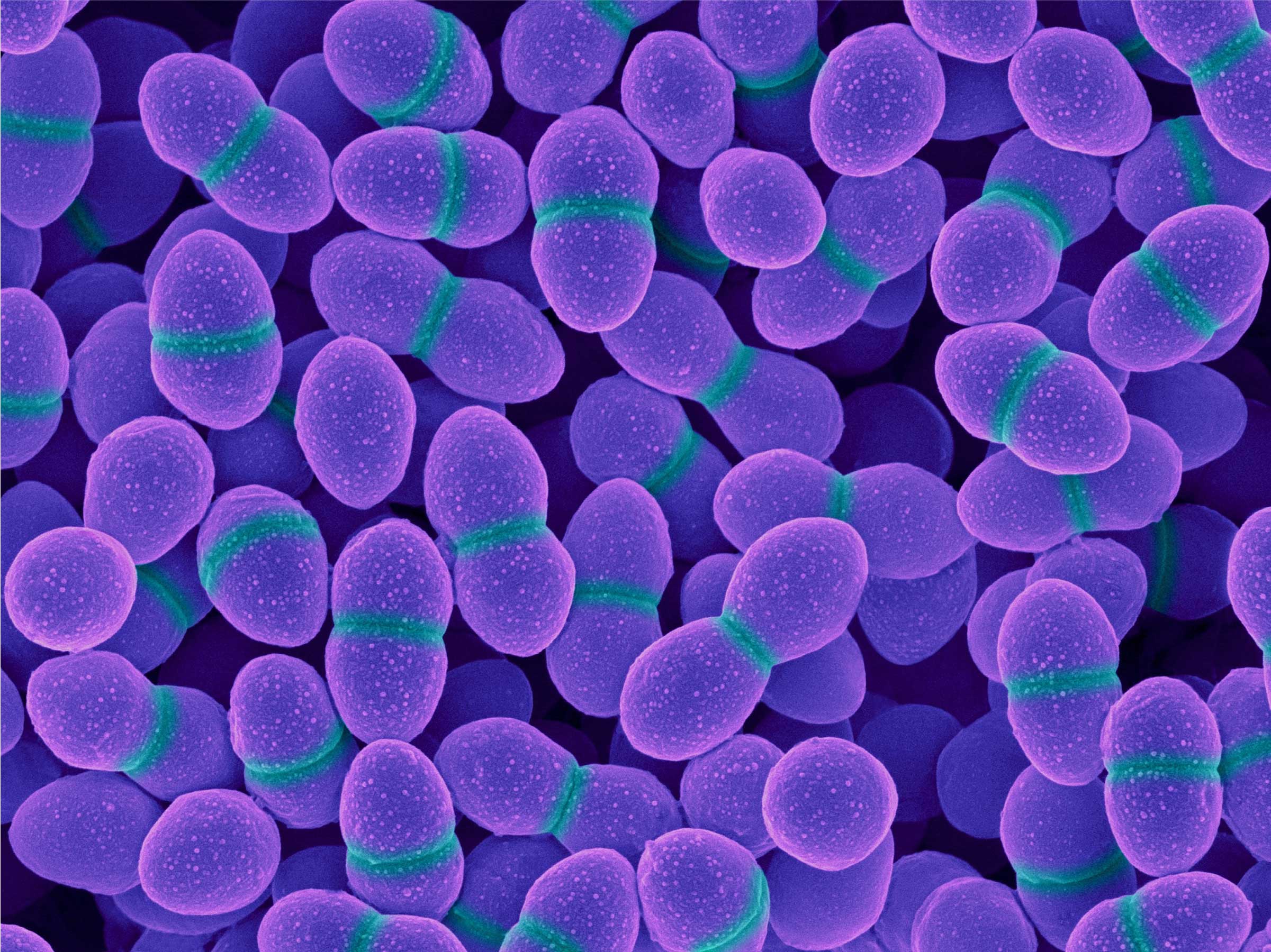 antibiotics drug resistance bacteria crispr
