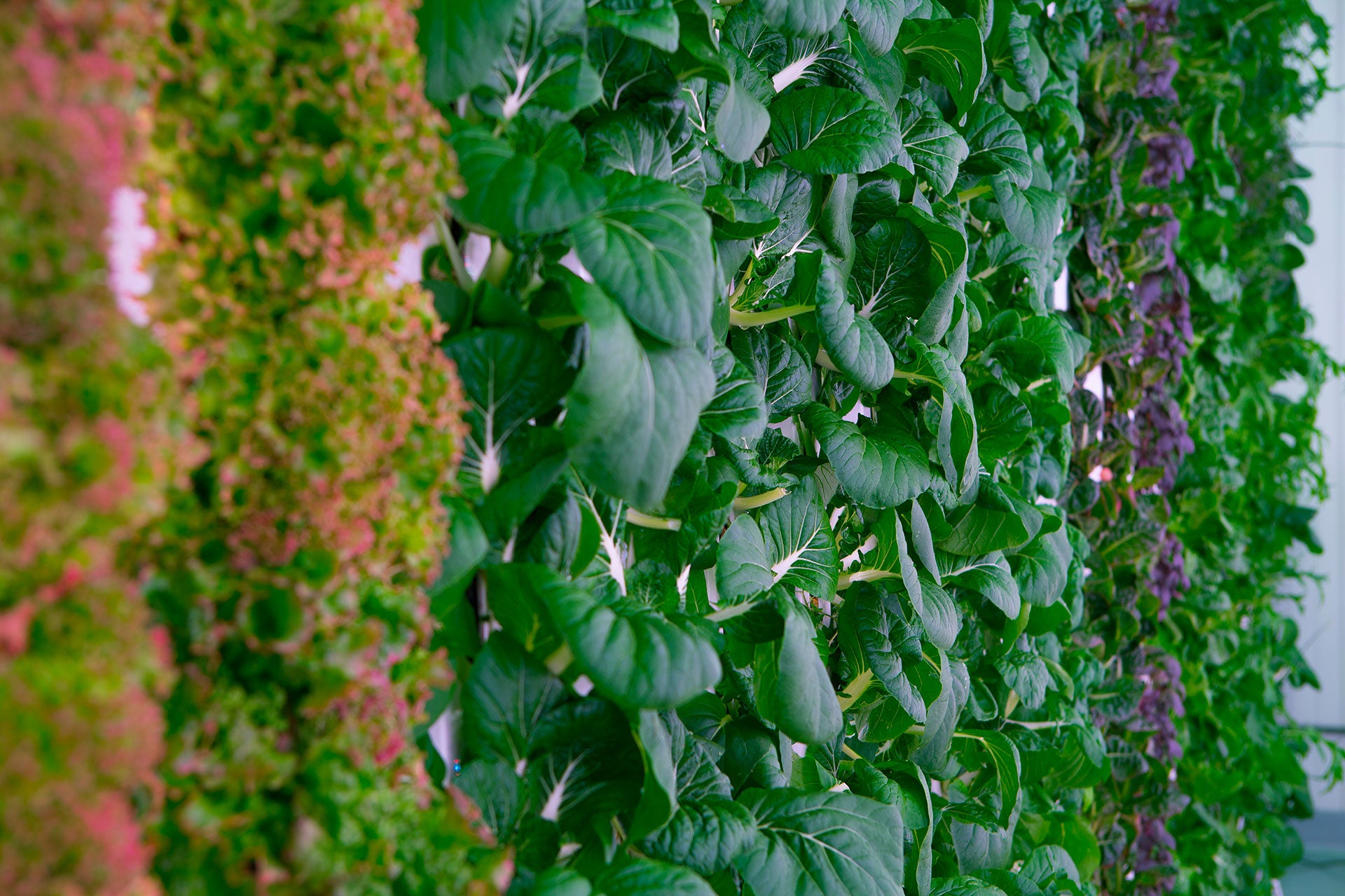 vertical farm indoor farming plenty agriculture