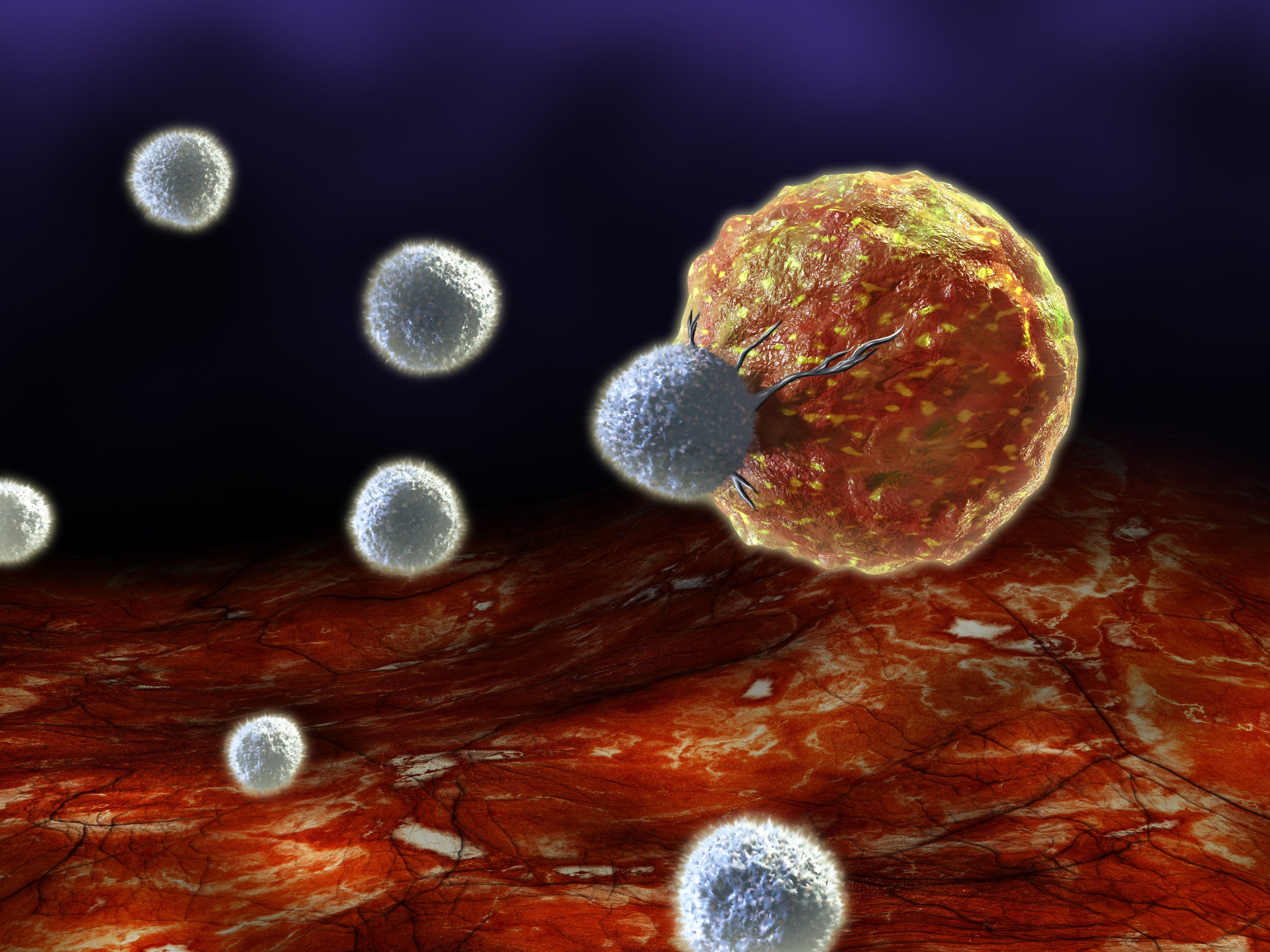 immune cell development molecular biology