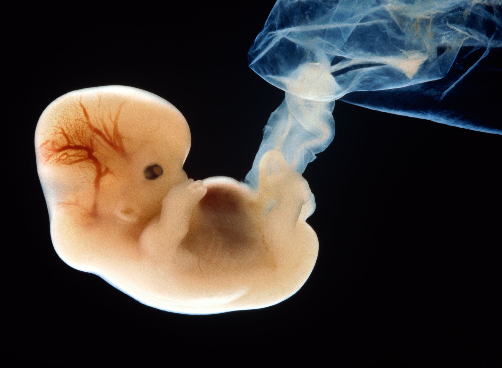 crispr peer review gene editing embryo
