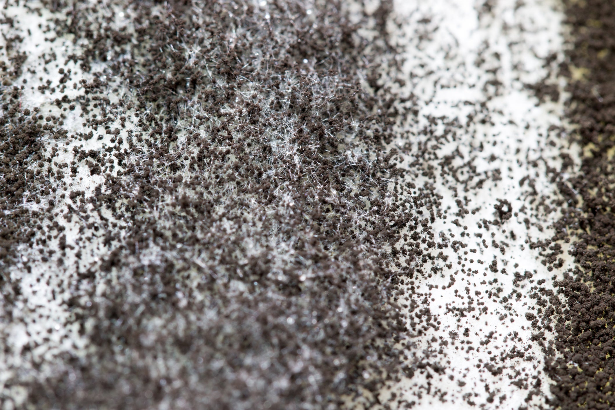 fungi mycoremediation pollution aspergillus tubingensis