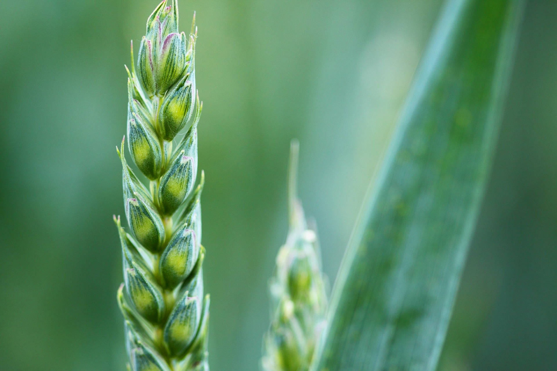 gene editing agriculture crop yields crispr-cas9
