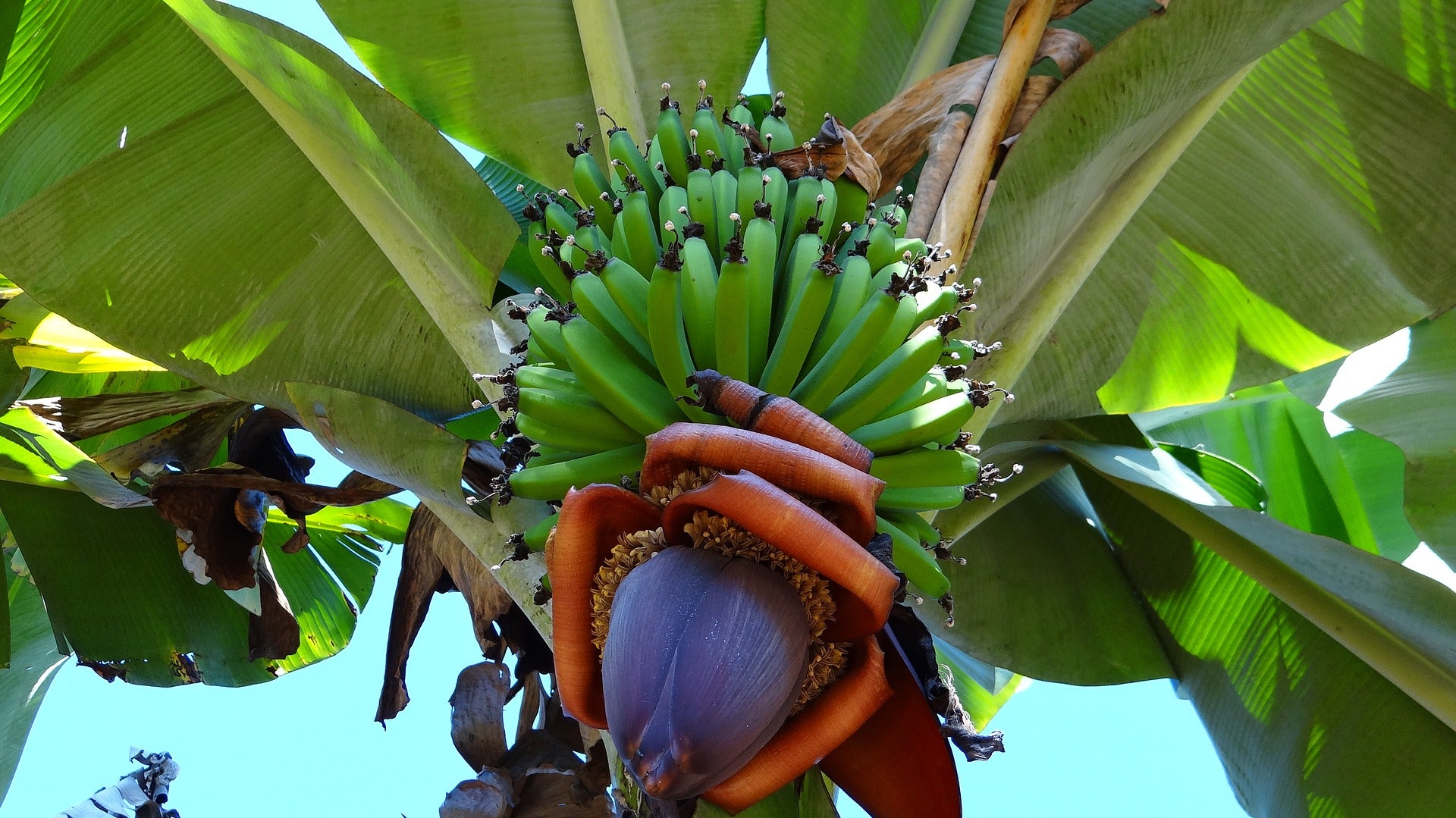 sixth mass extinction climate change agrobiodiversity biodiversity