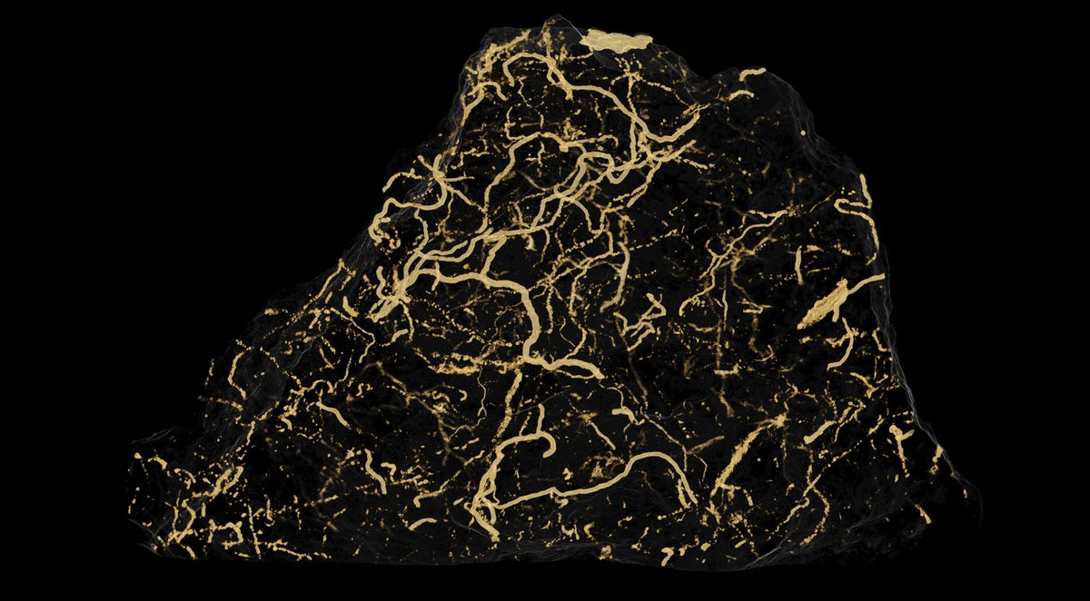 evolution life cambrian explosion origins of life